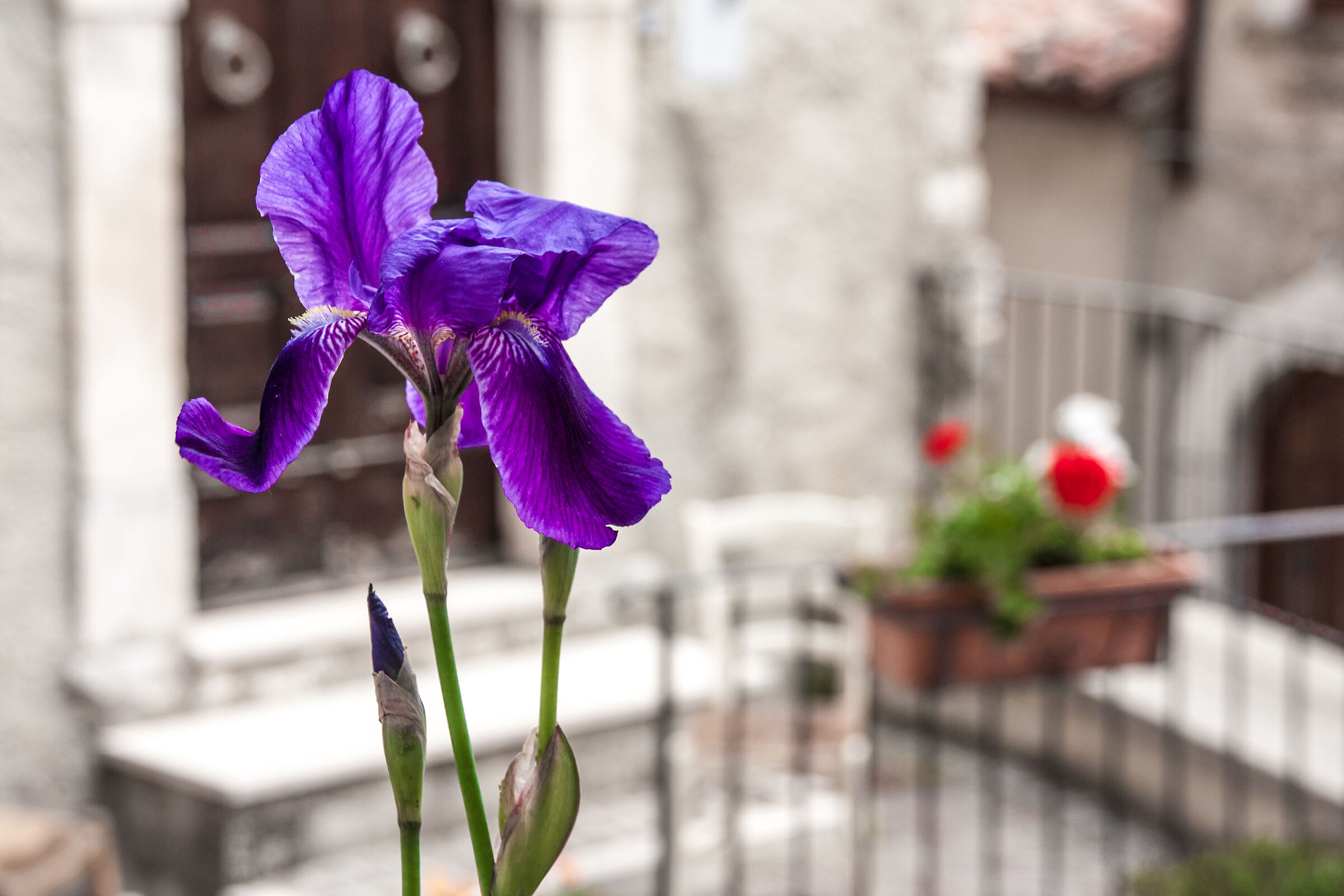 Flora..urbana