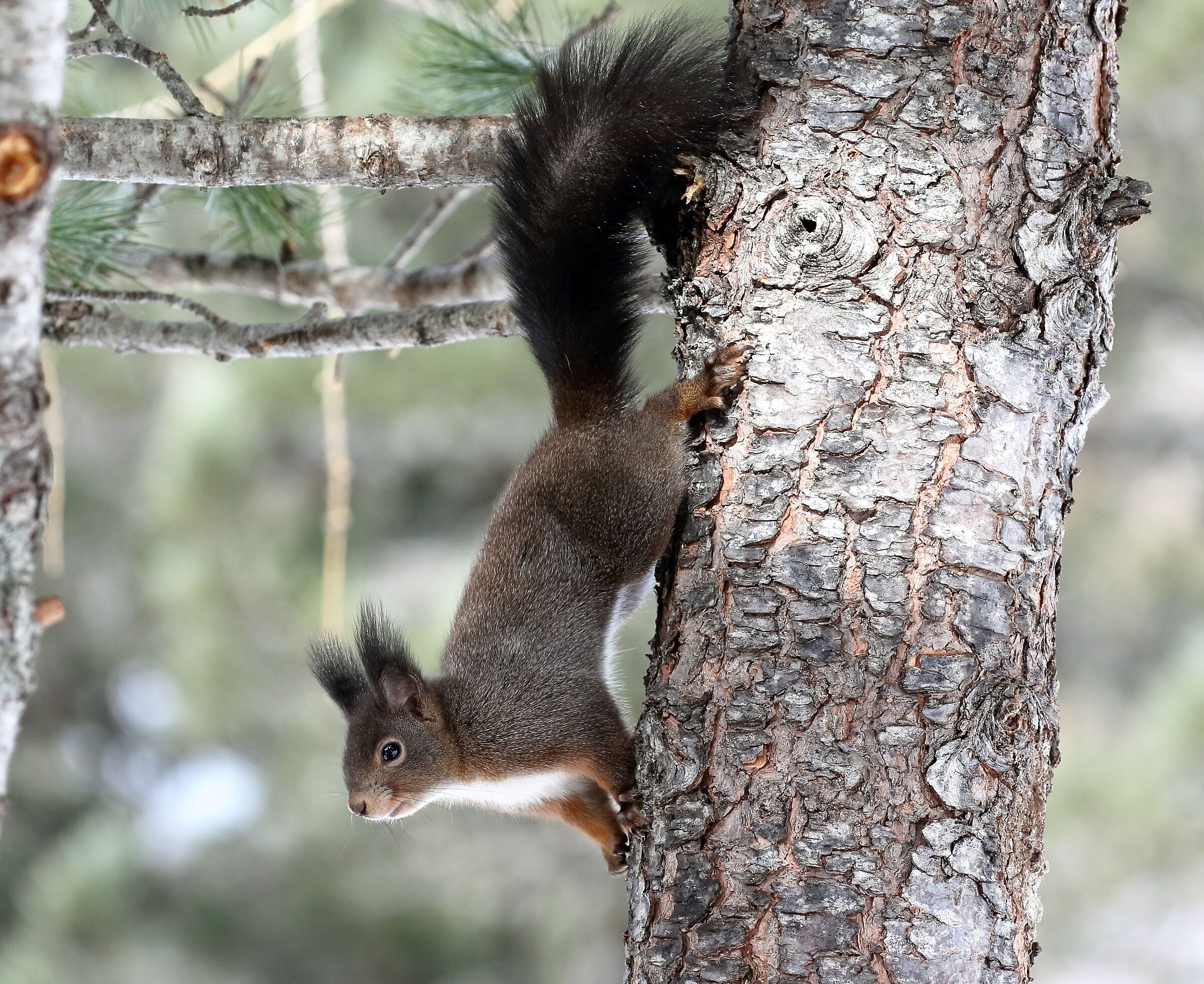 Scoiattolo - (Sciurus vulgaris)