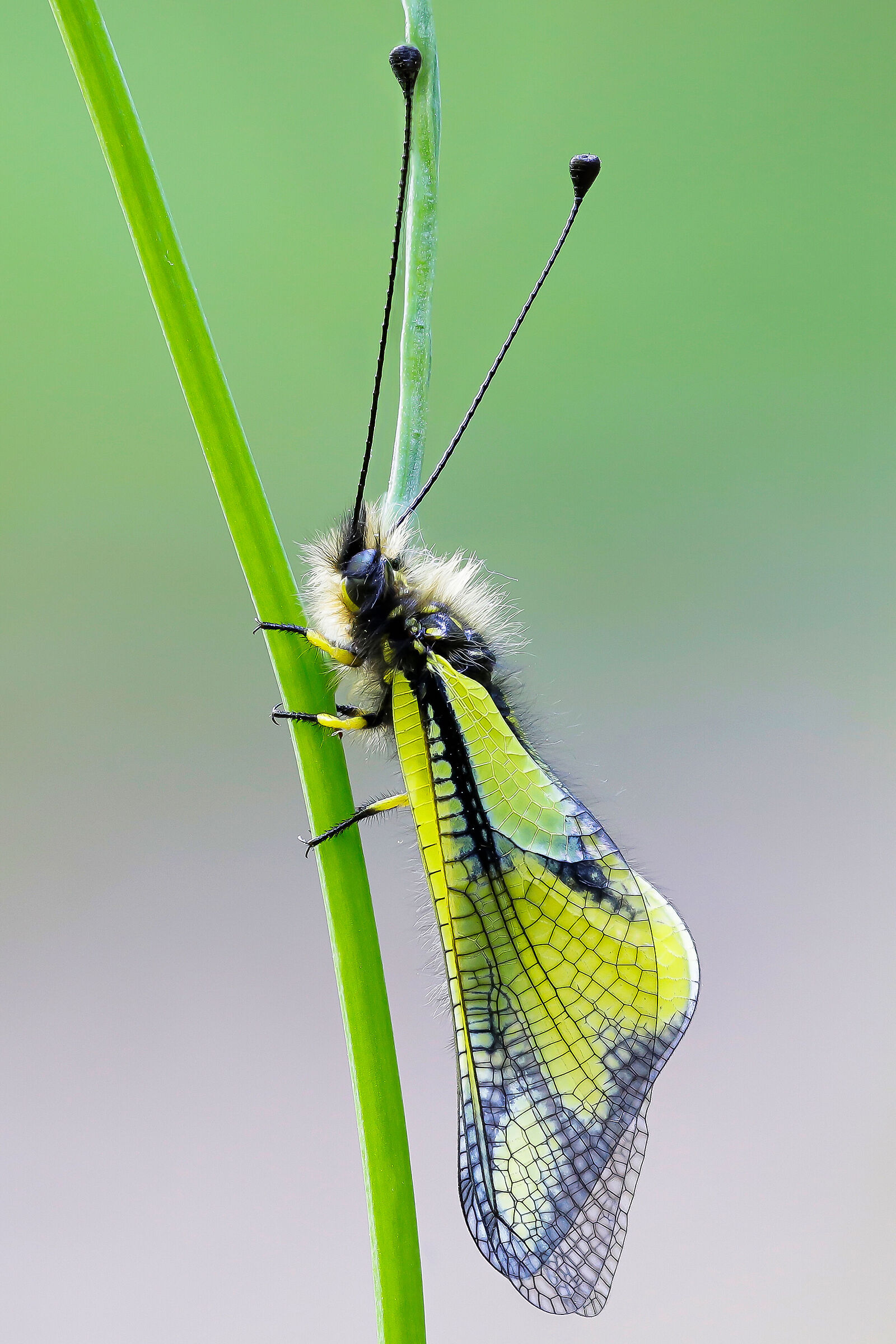 Libelloides coccajus