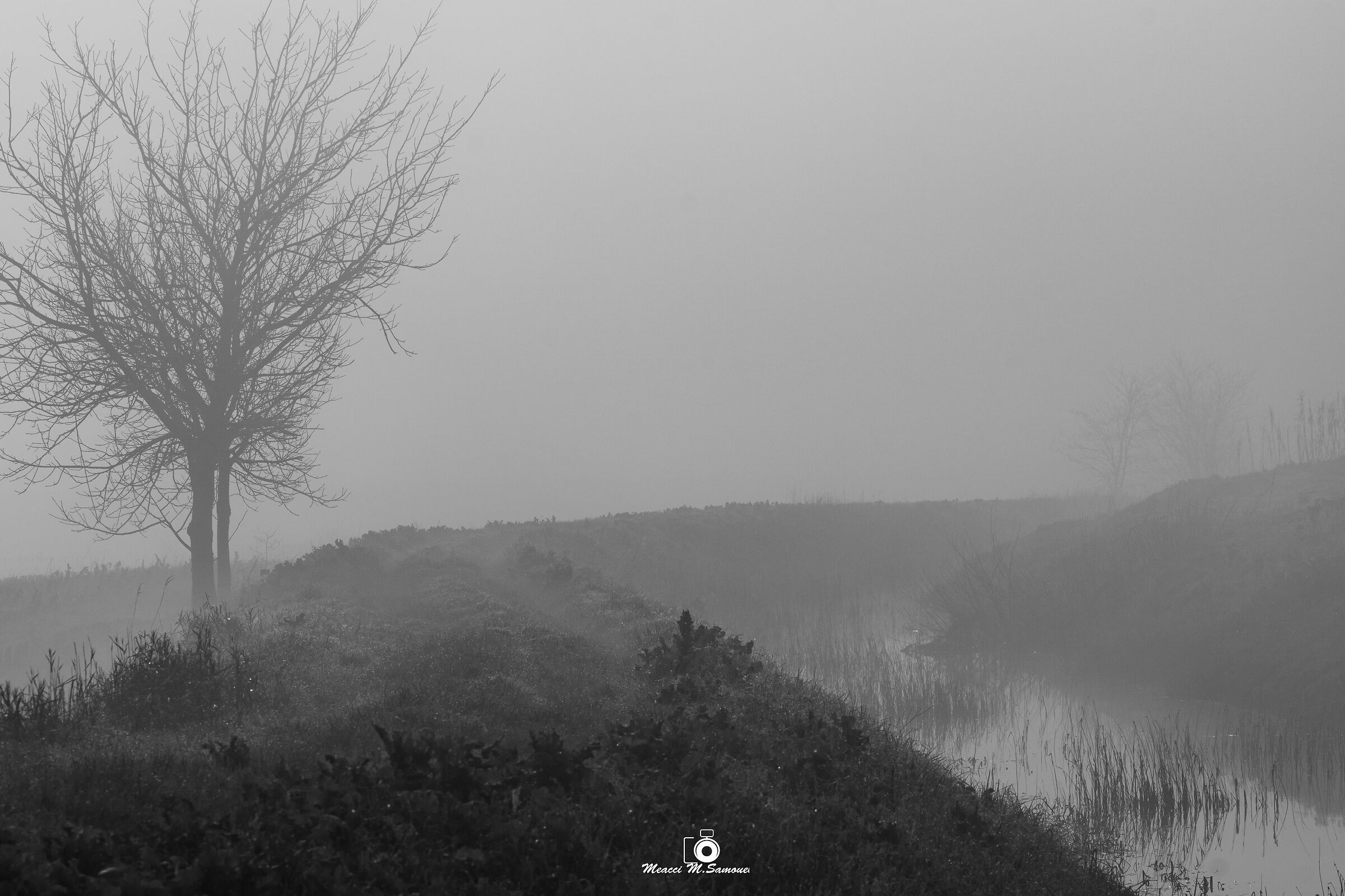 Nebbia in Padule