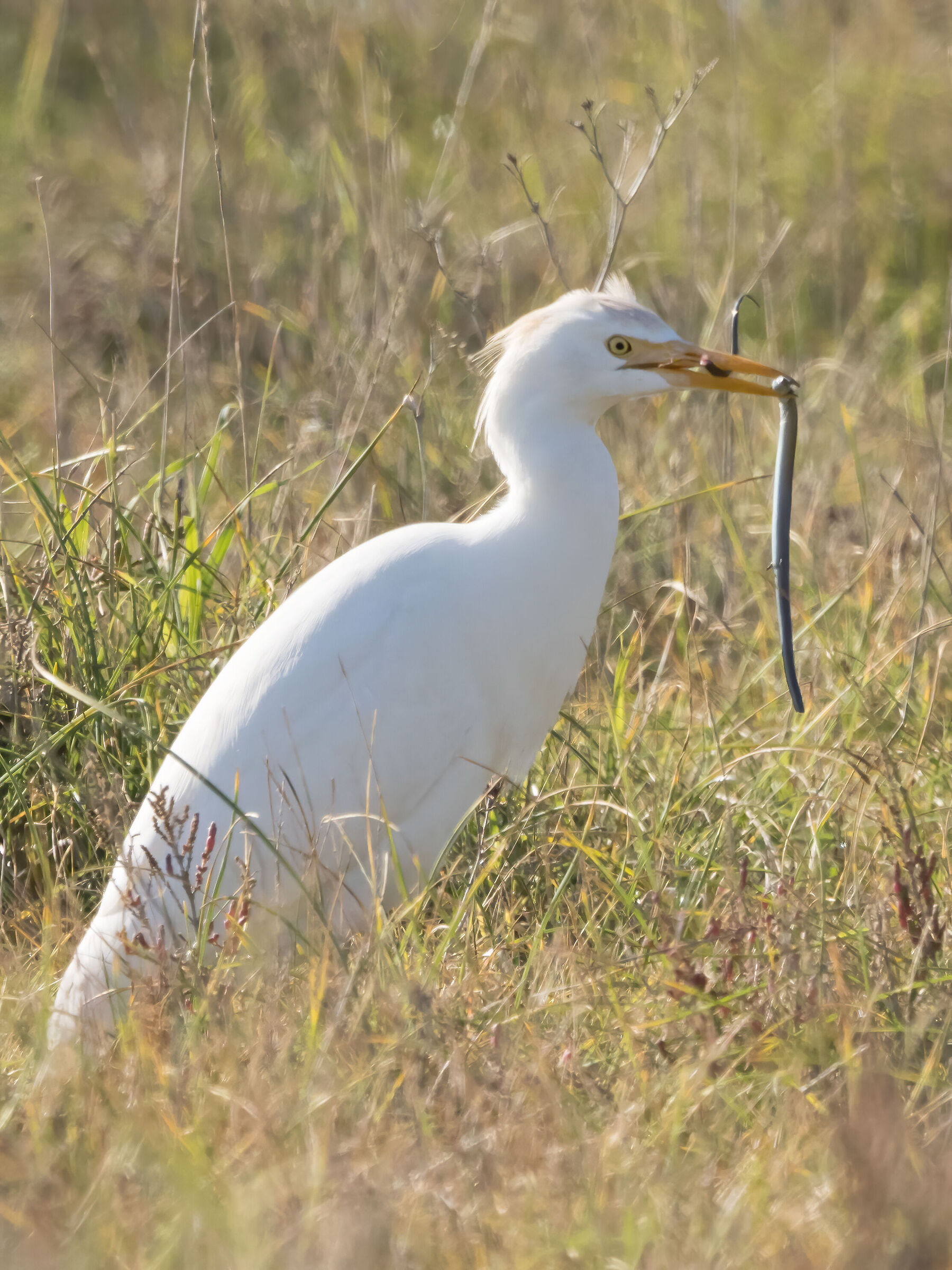 Egret with prey