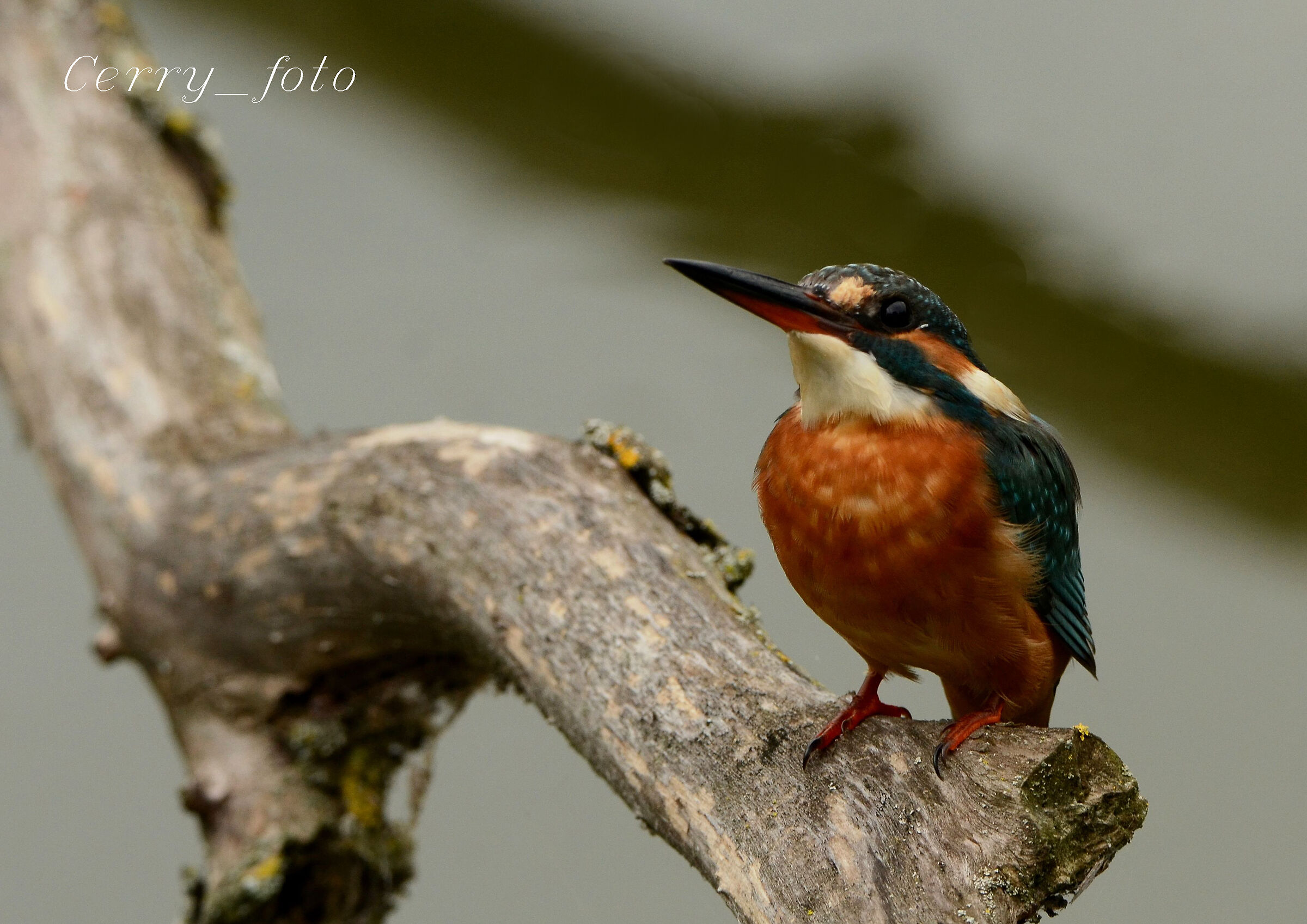 The colorful kingfisher