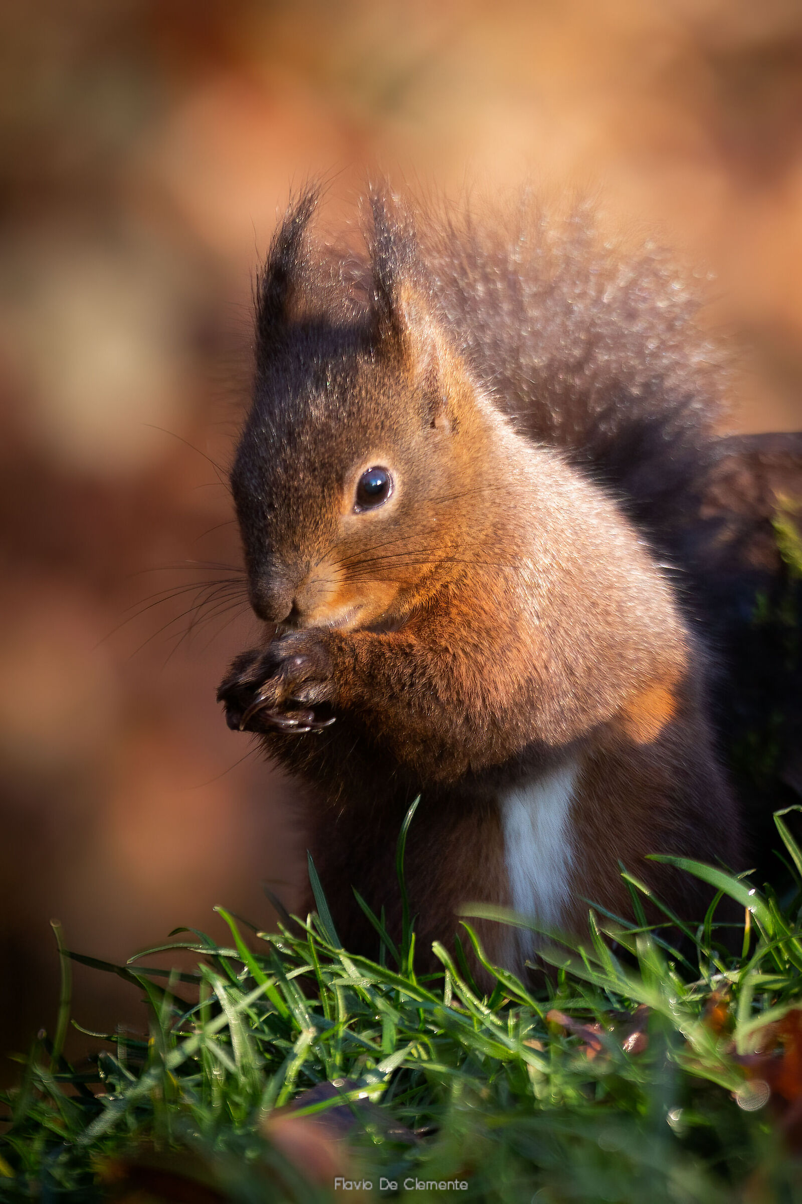 Red squirrel