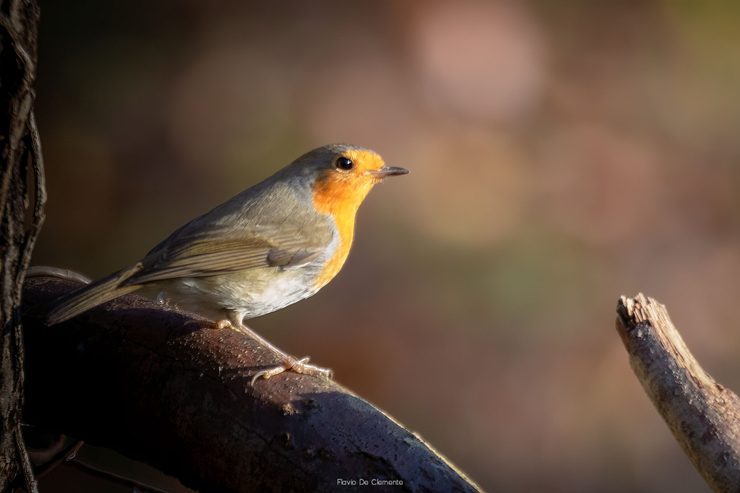 Robin