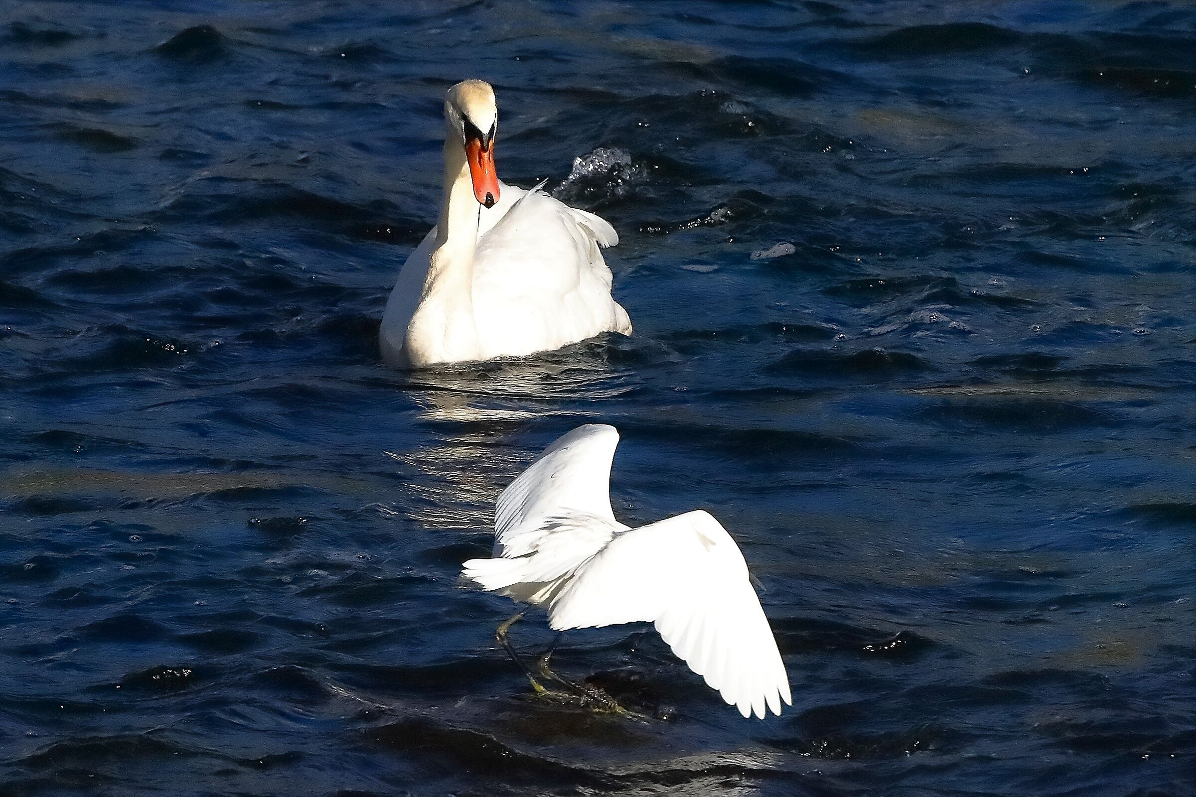 cigno vs garzetta 22 ottobre 2022