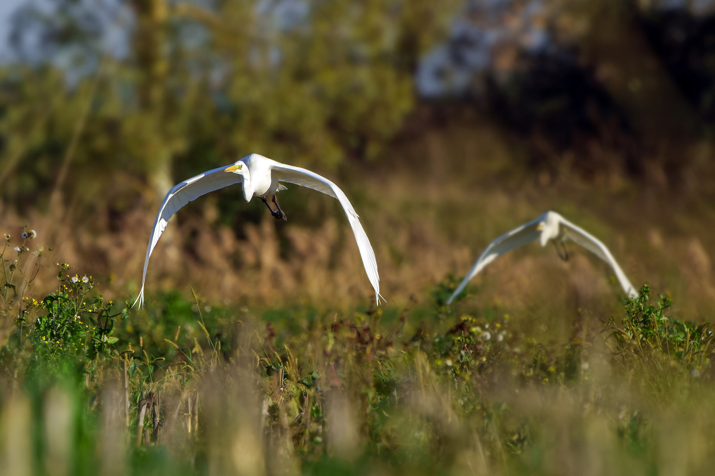 Great white heron