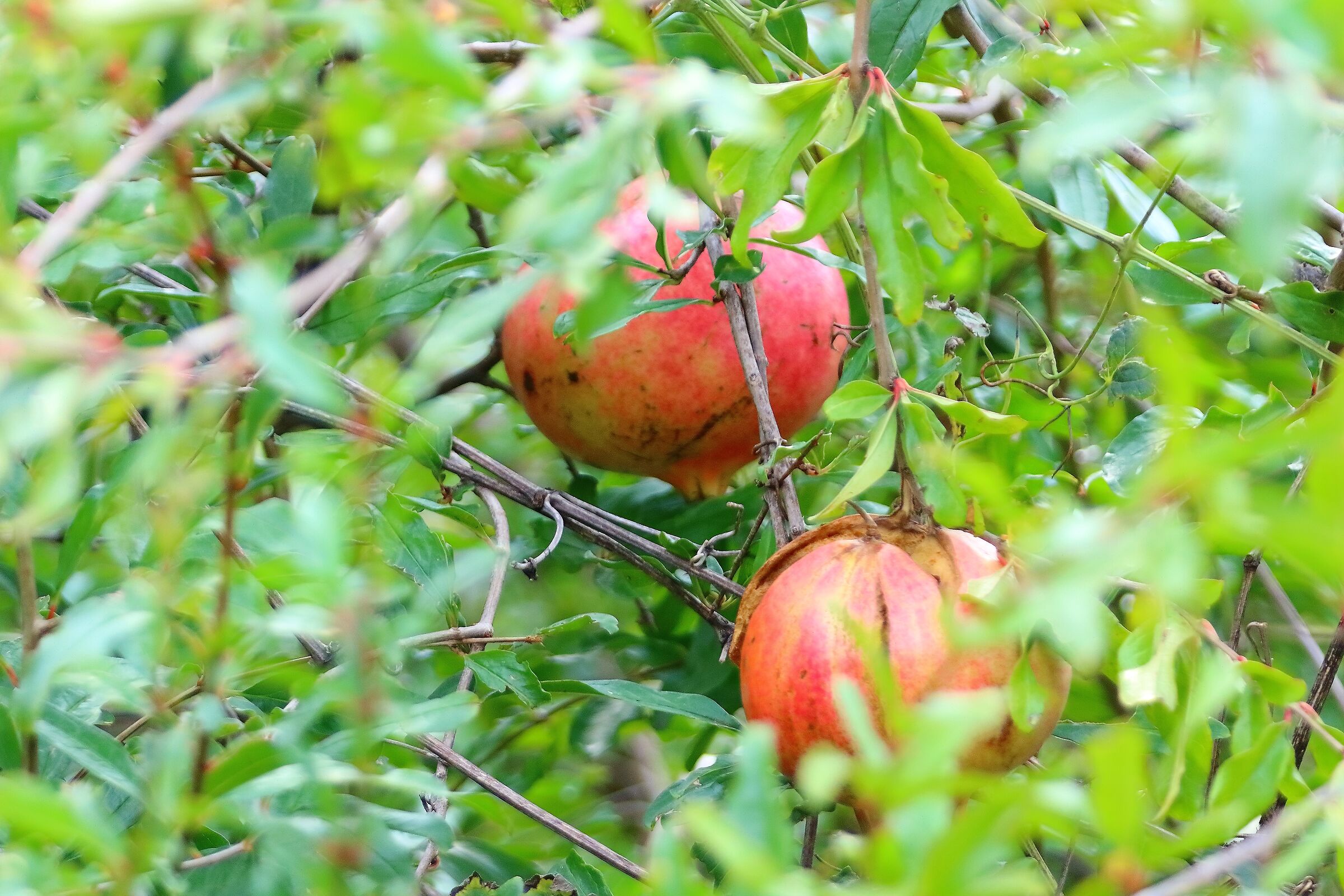 melograno 13-10-2022