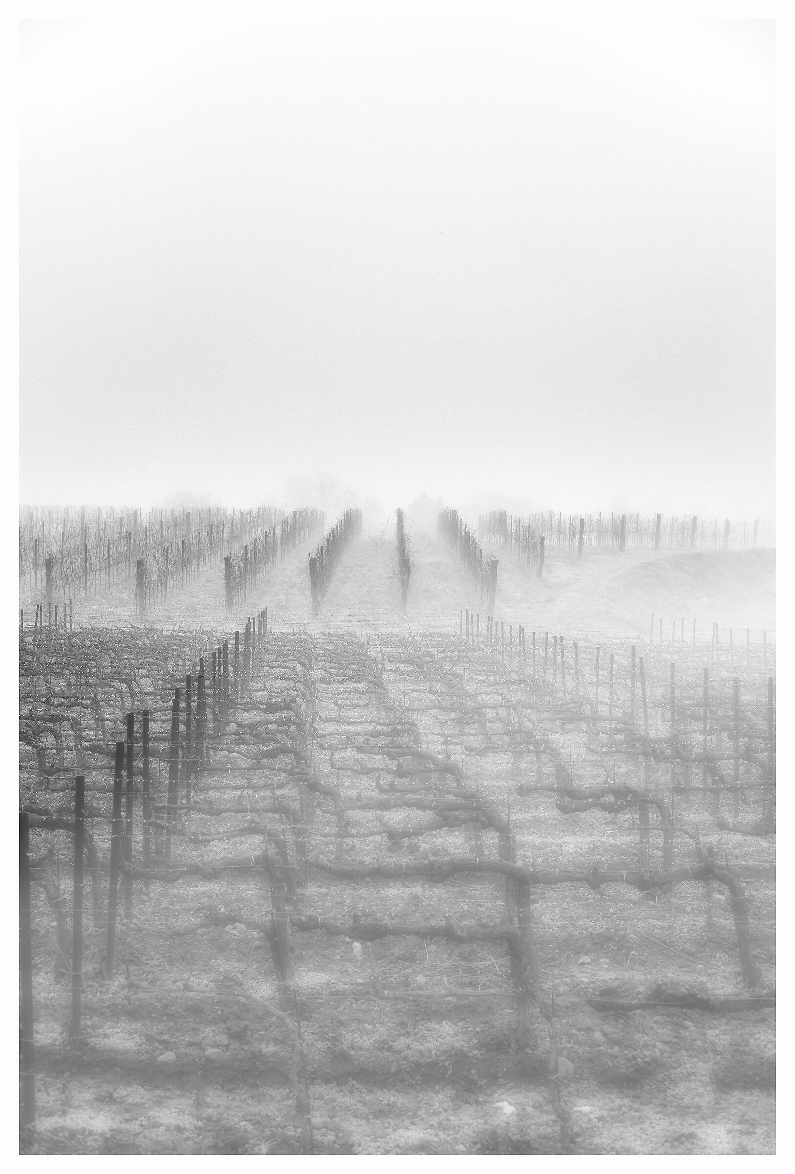 Foggy vineyards