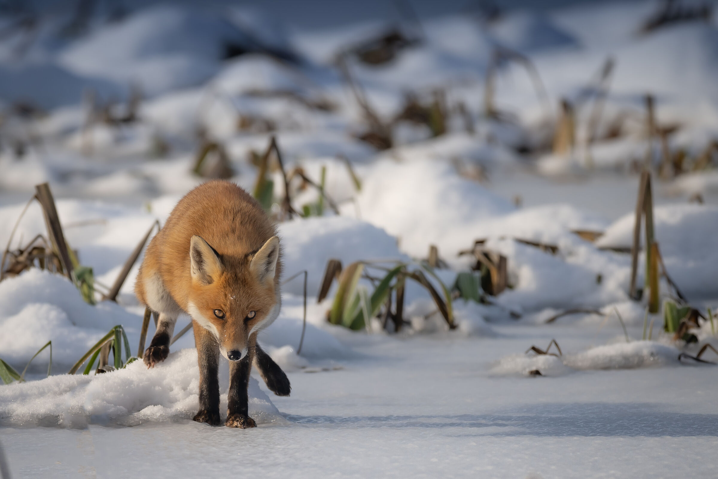 When he runs away...