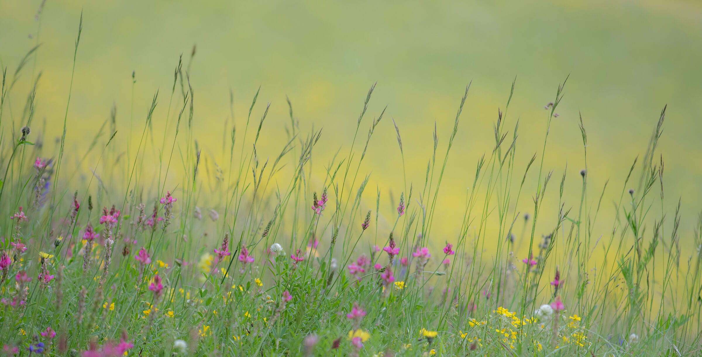 Fiori di montagna