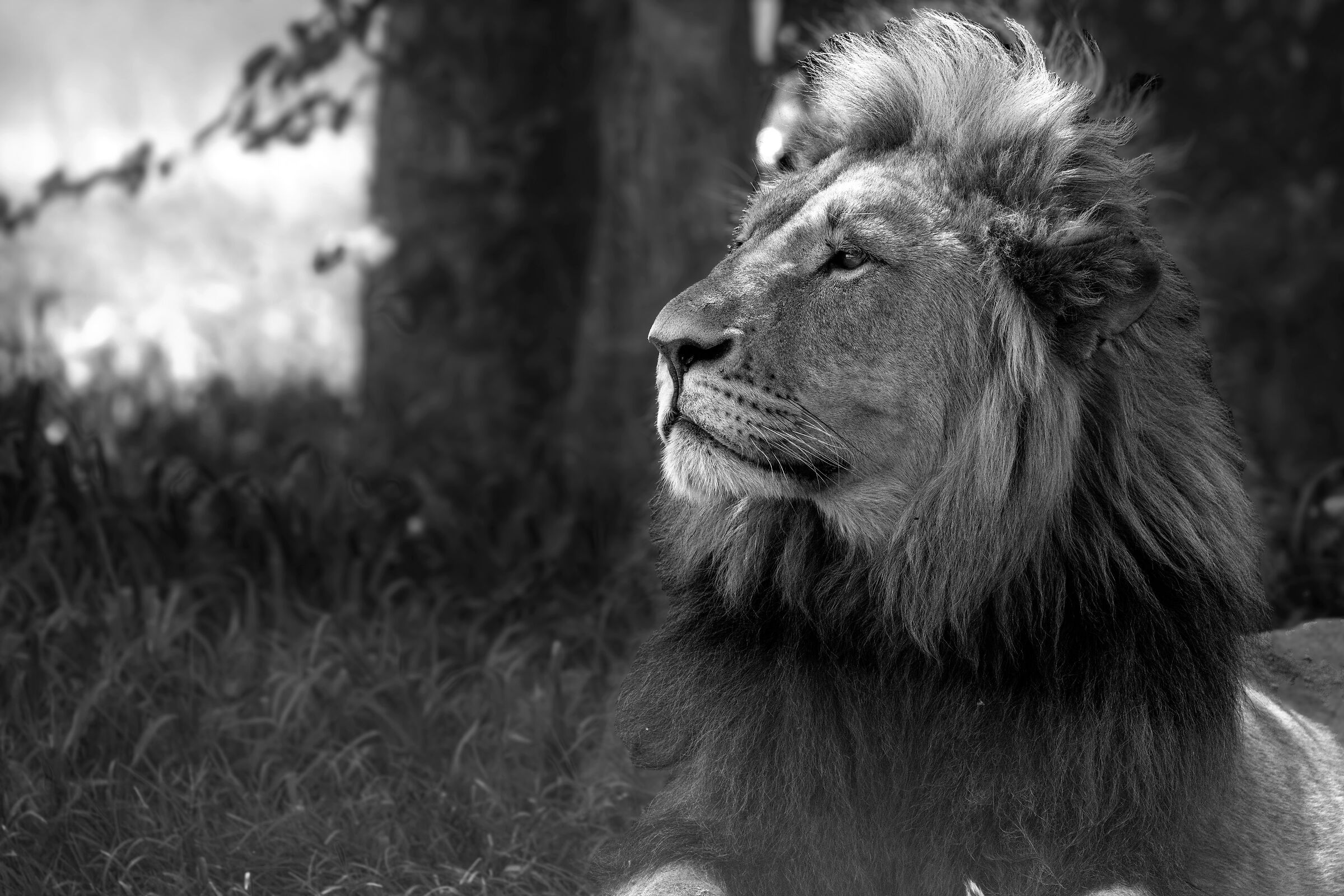 The King