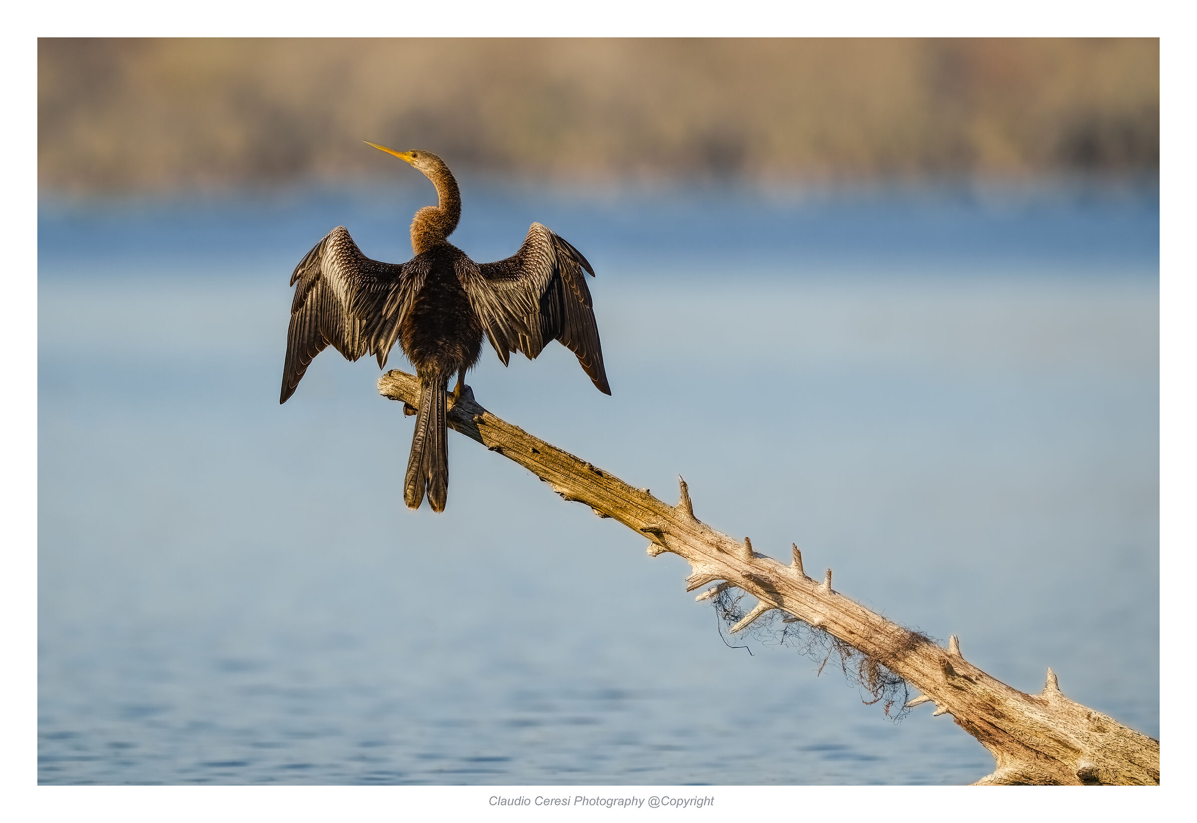Double-crested Cormorant (Phalacrocorax auritus)