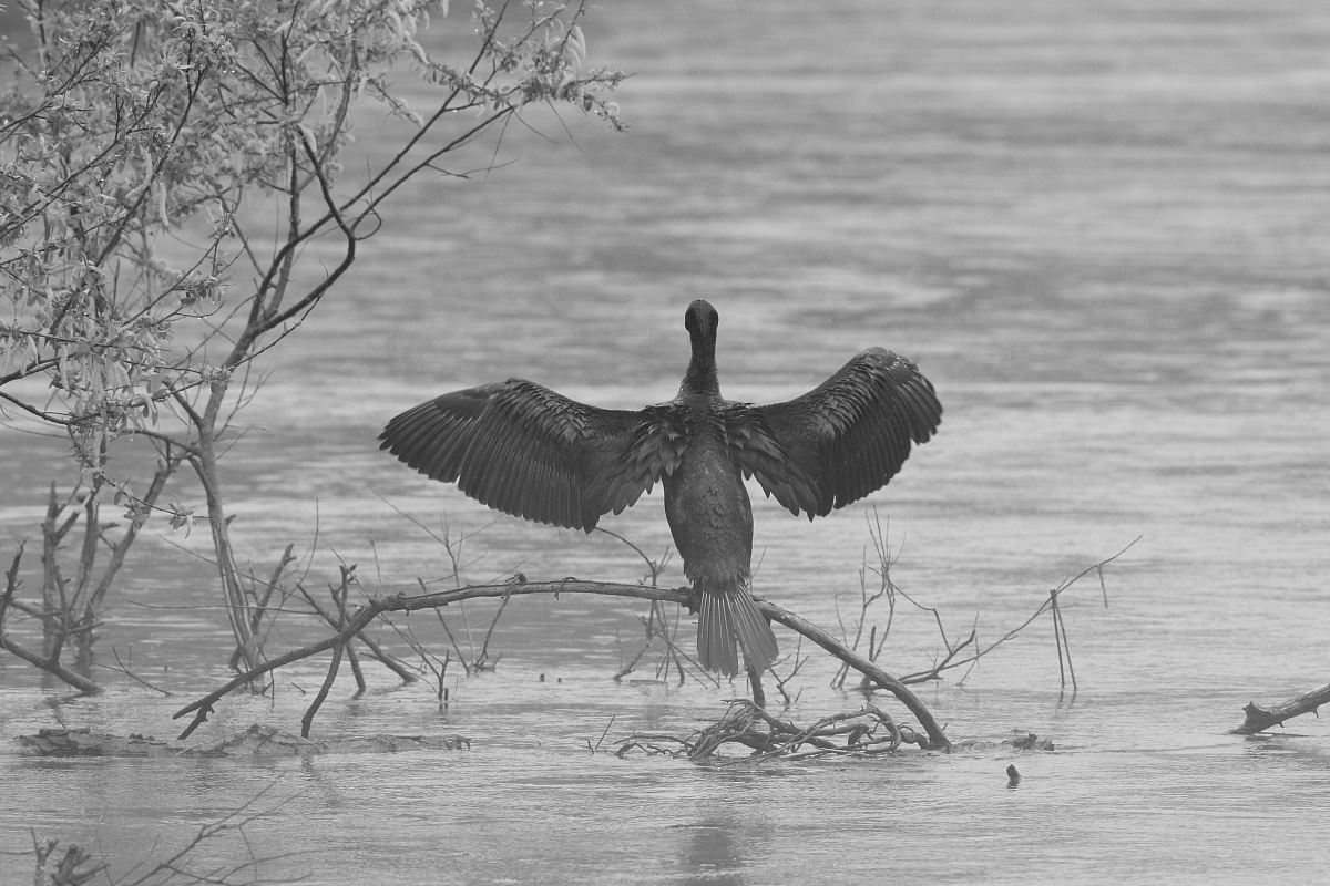 The teacher in the fog