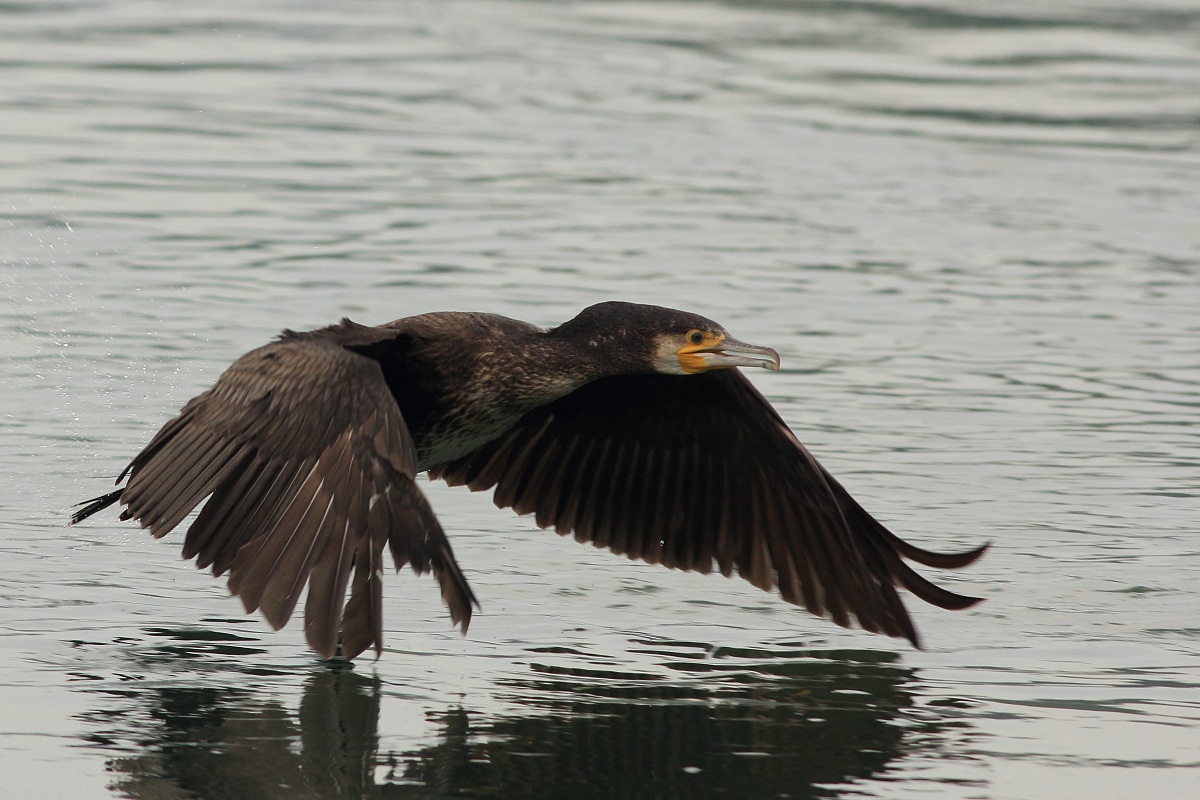 Cormorant flying low