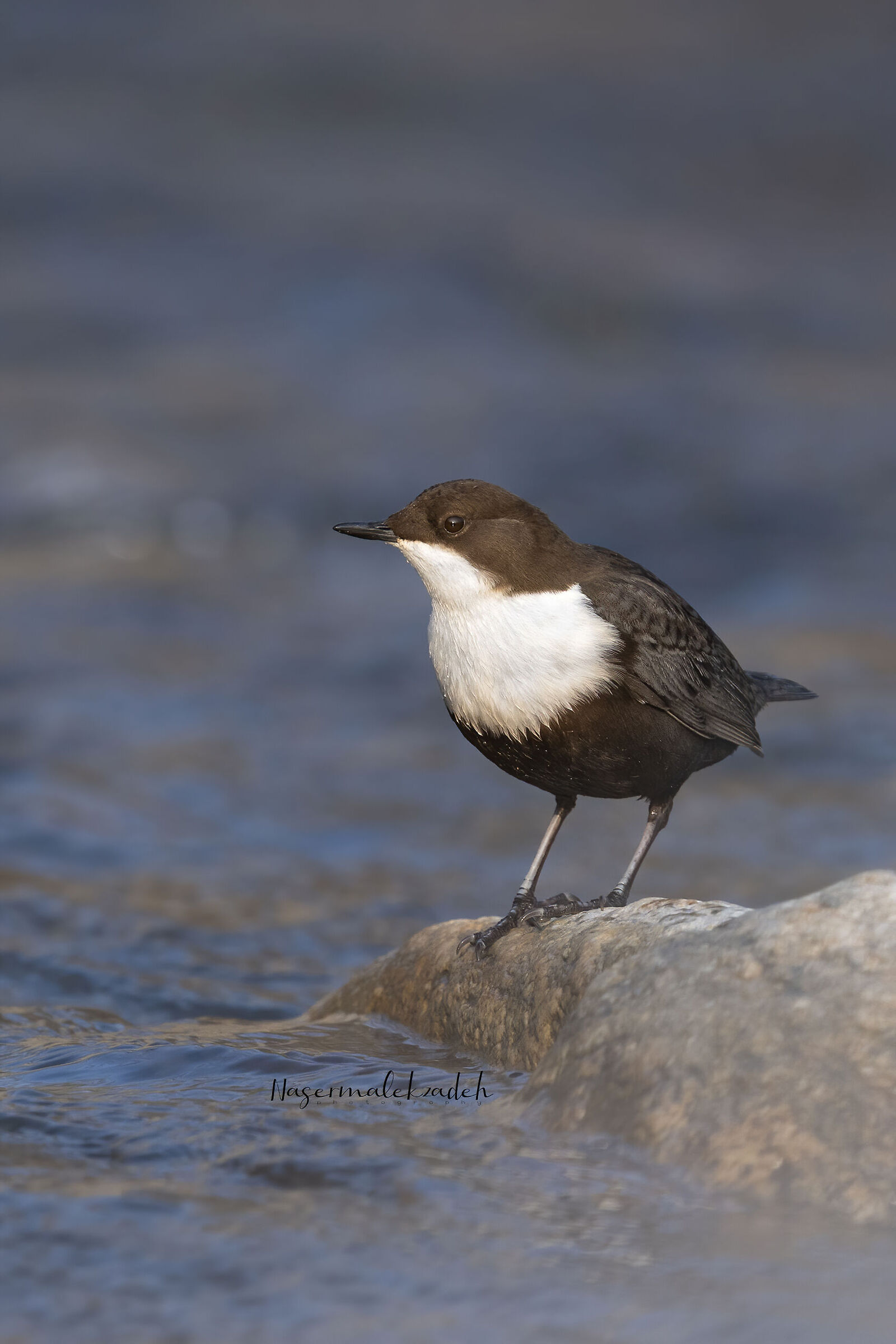 Dipper