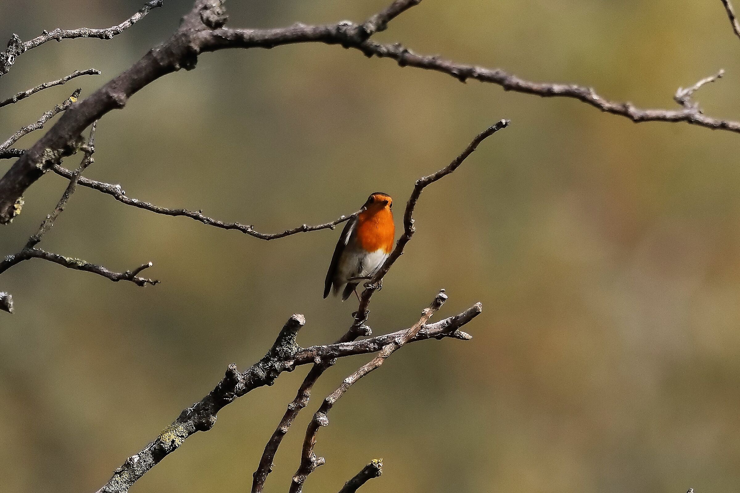 pettirosso 17-10-2022