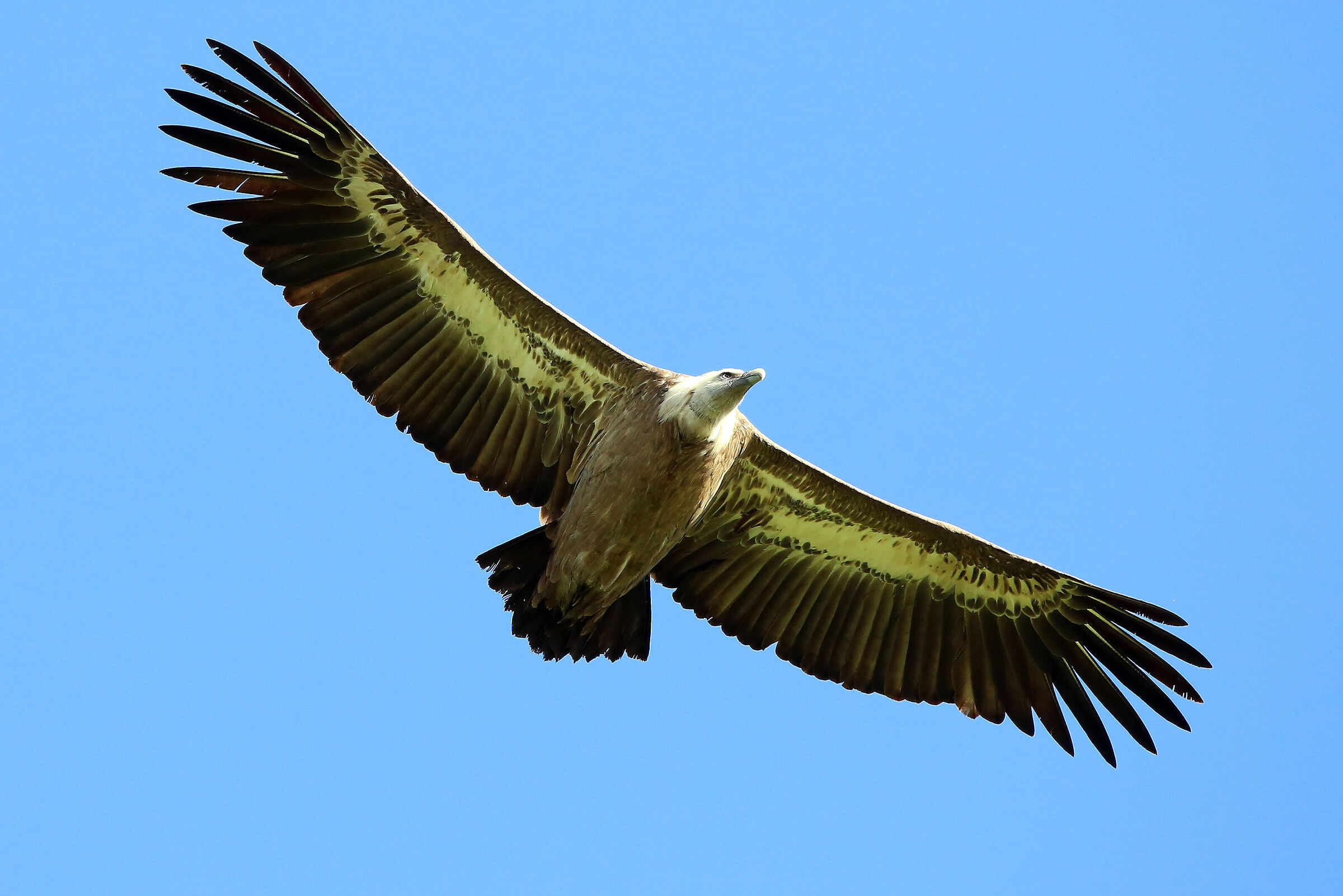 c'è chi vola gratis