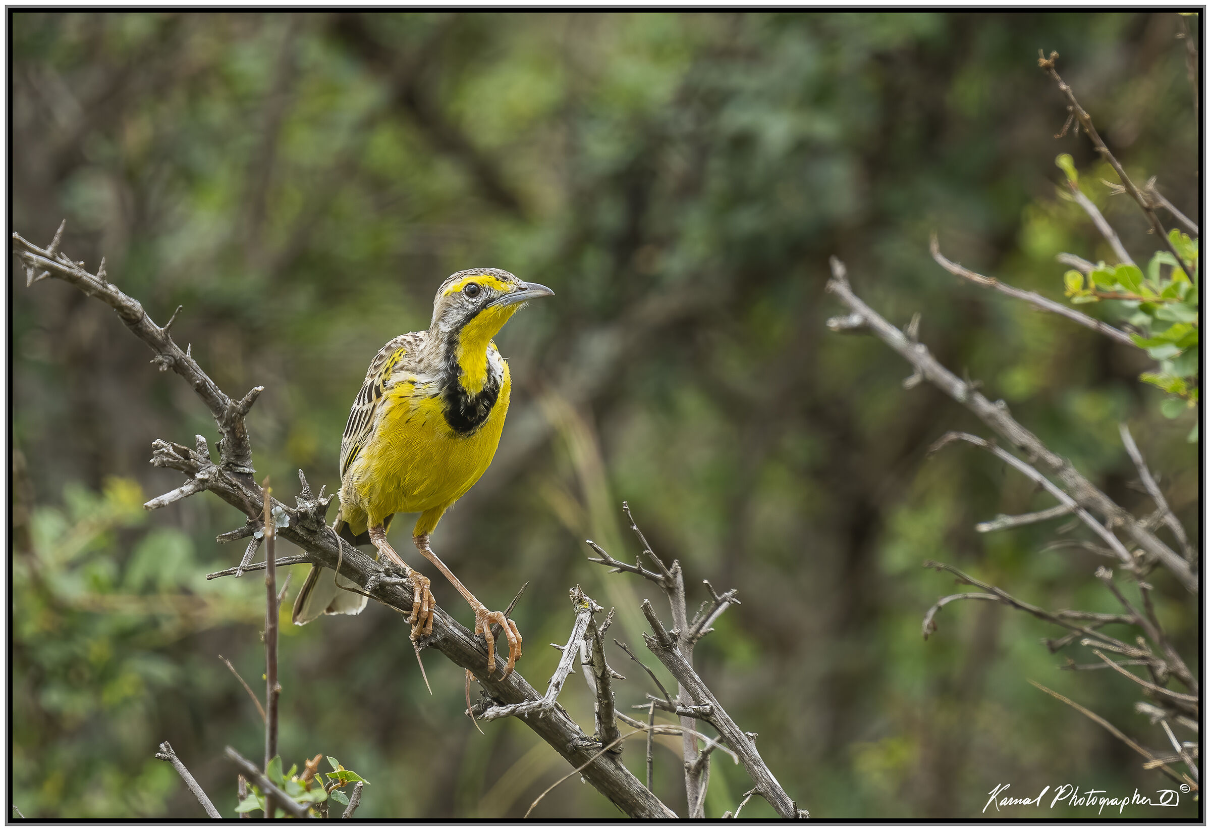 Yellow-throated longclaw
