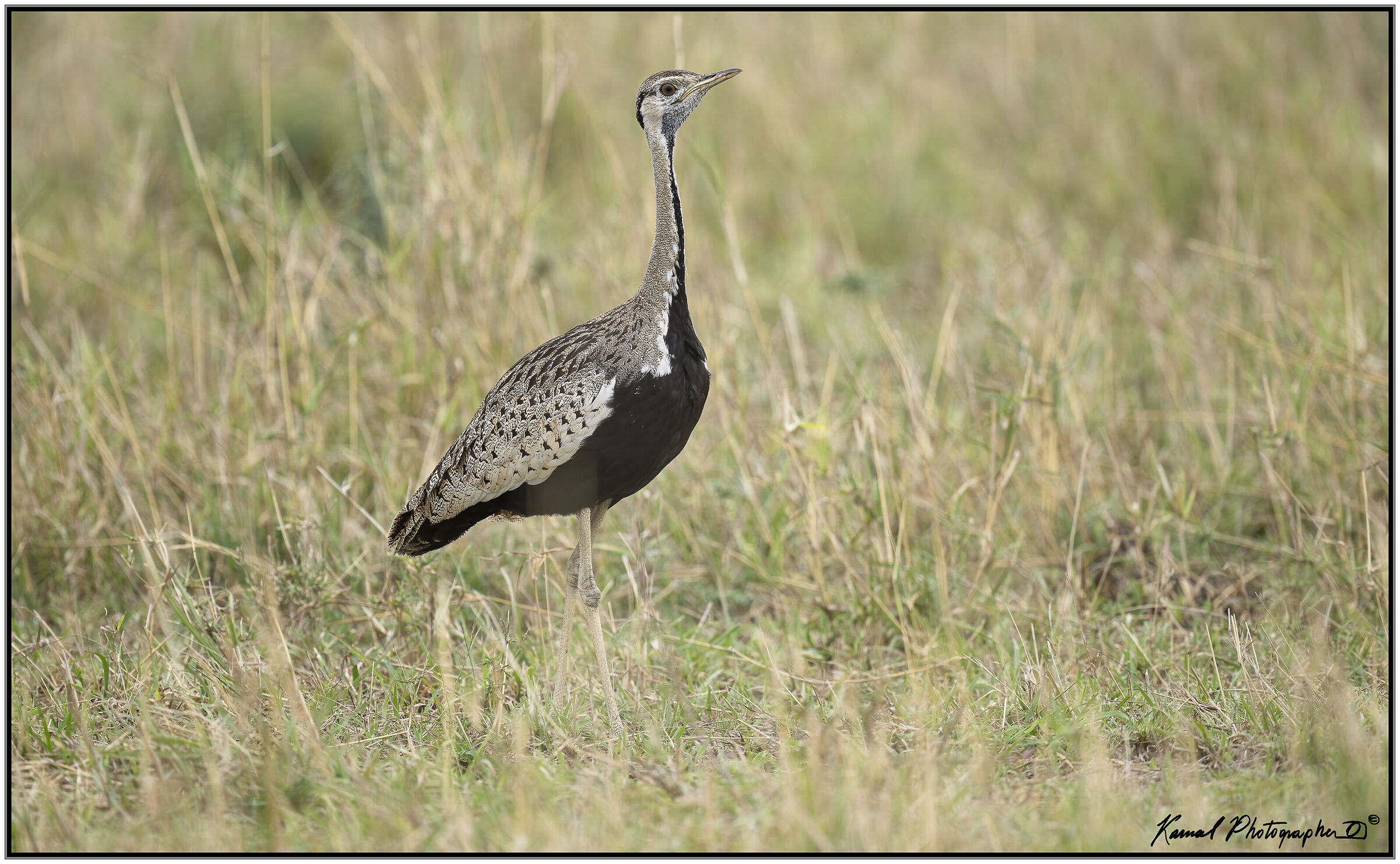 Eupodotis ruficrista