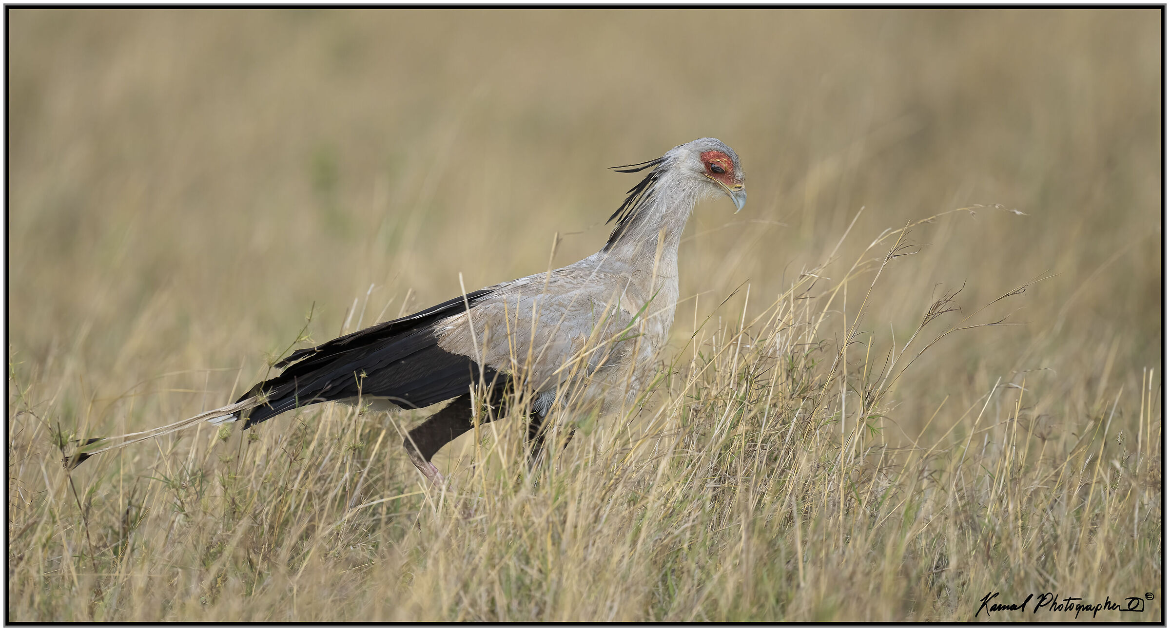 Sagittarius serpentarius