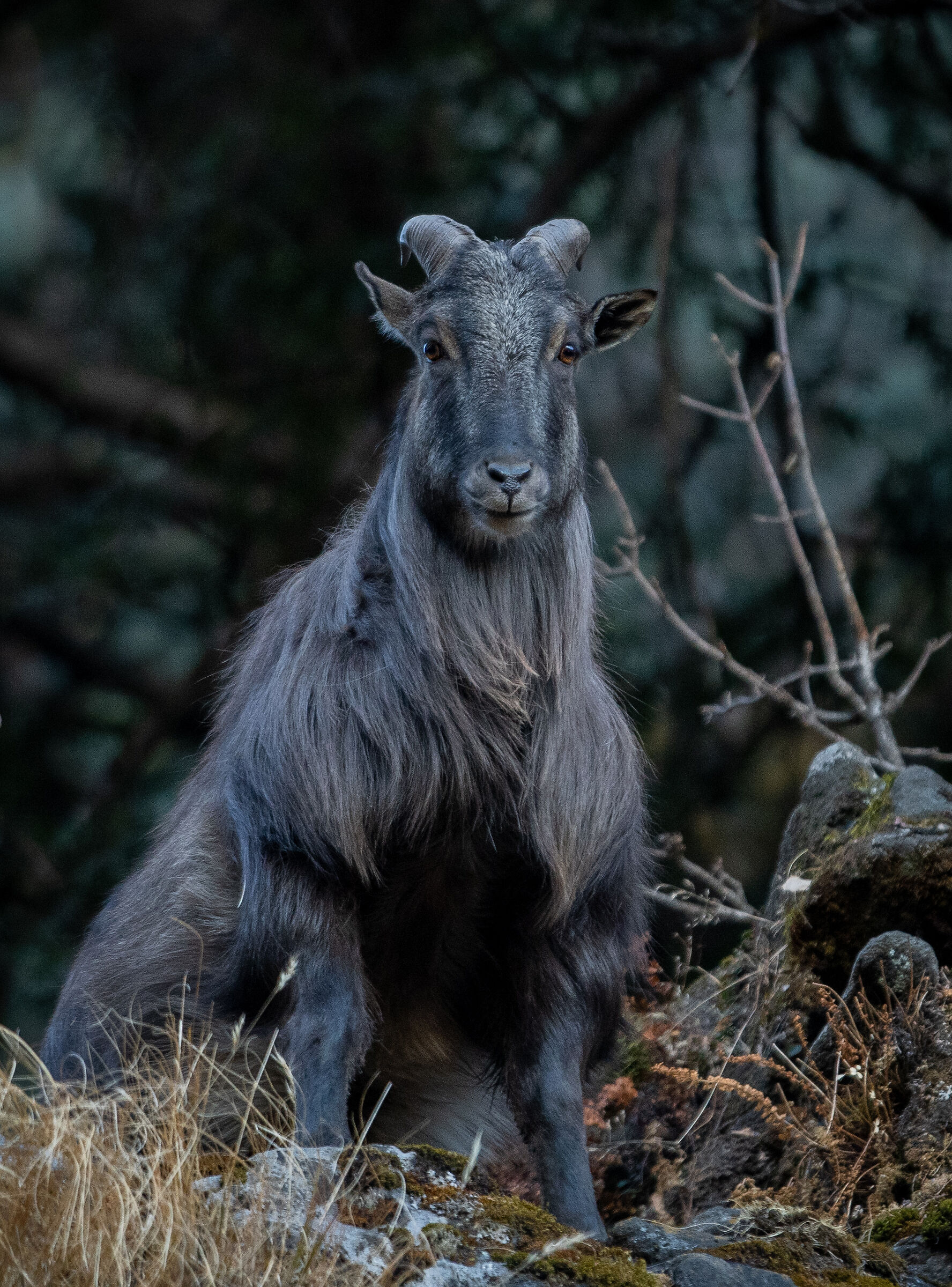 Tahr himalayano