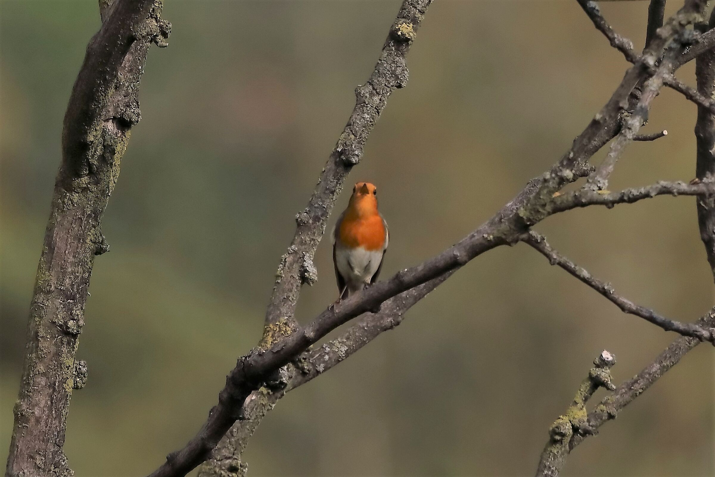 pettirosso 17-10-2022