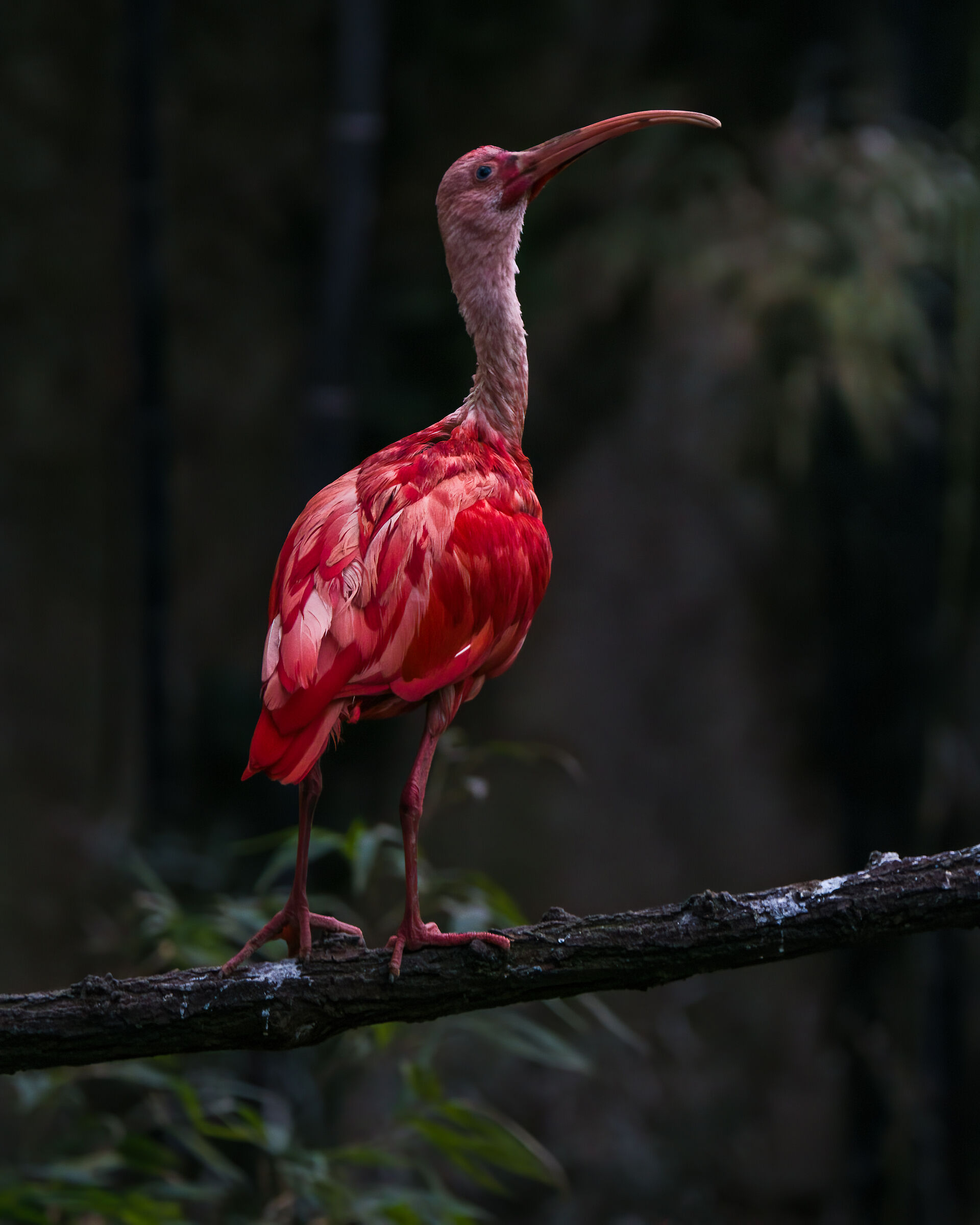 scarlet ibis
