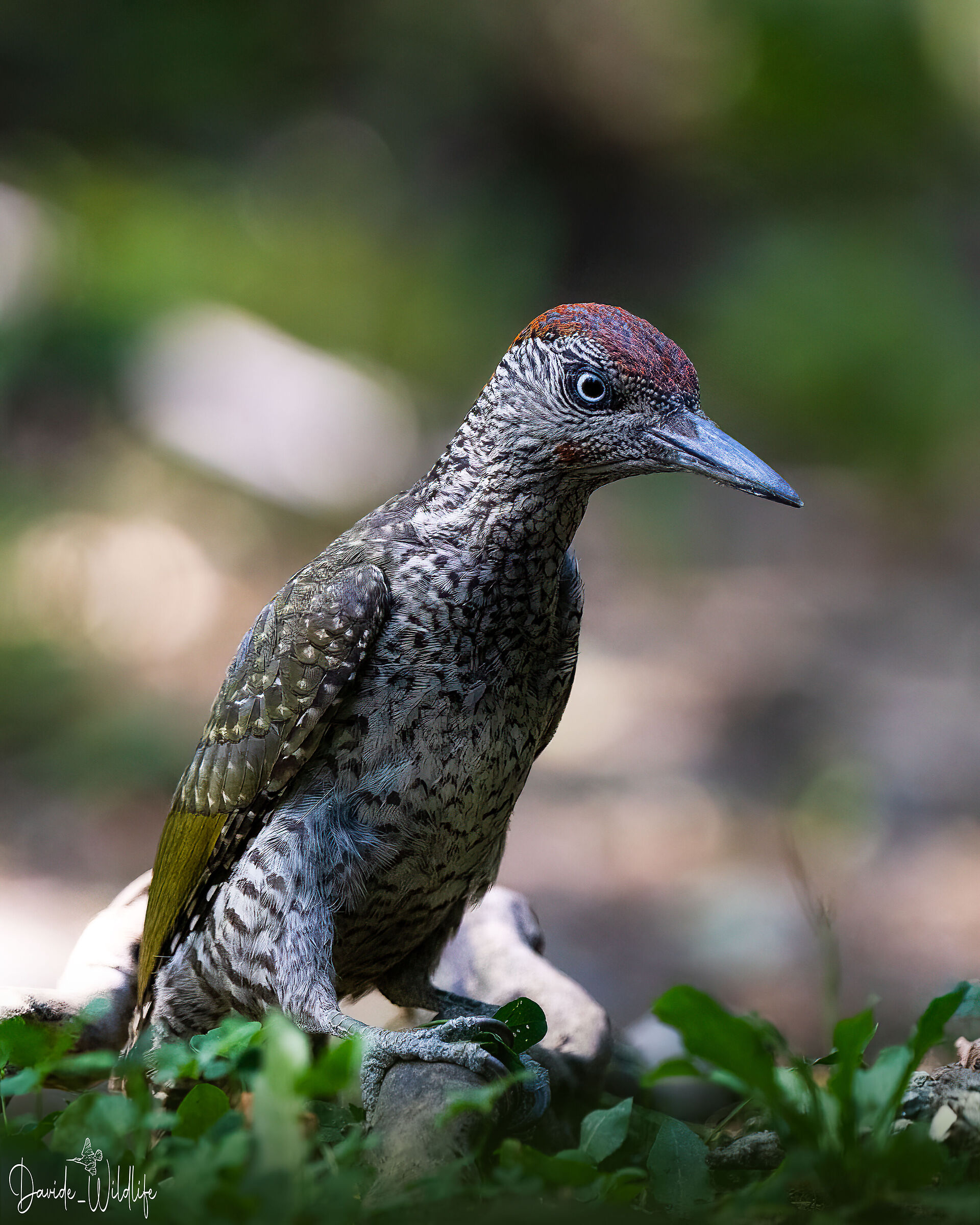 Young green woodpecker