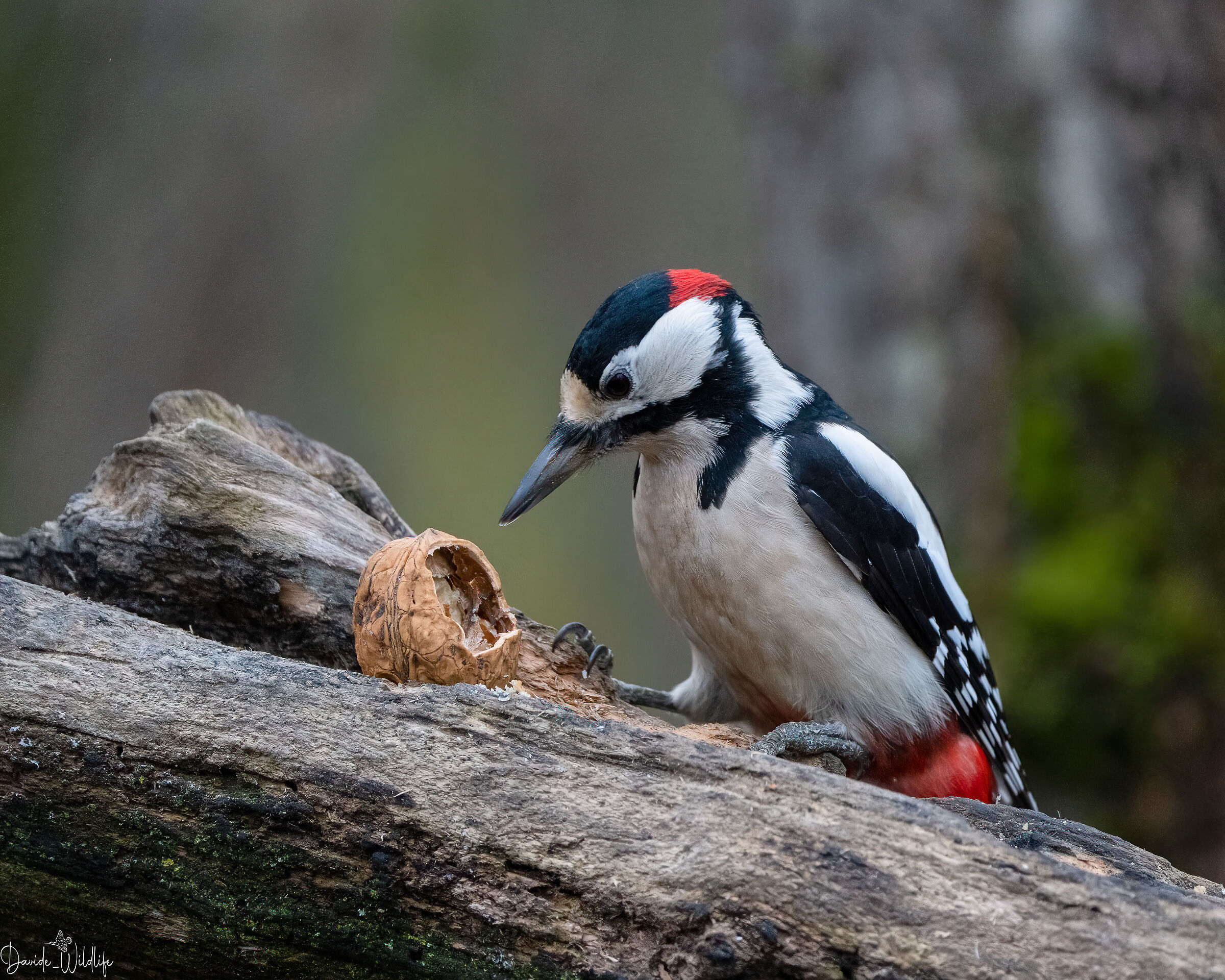 male spotted woodpecker