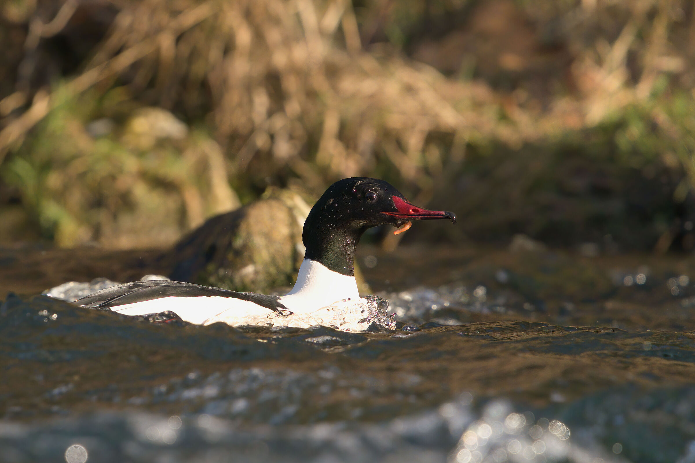 Major Merganser