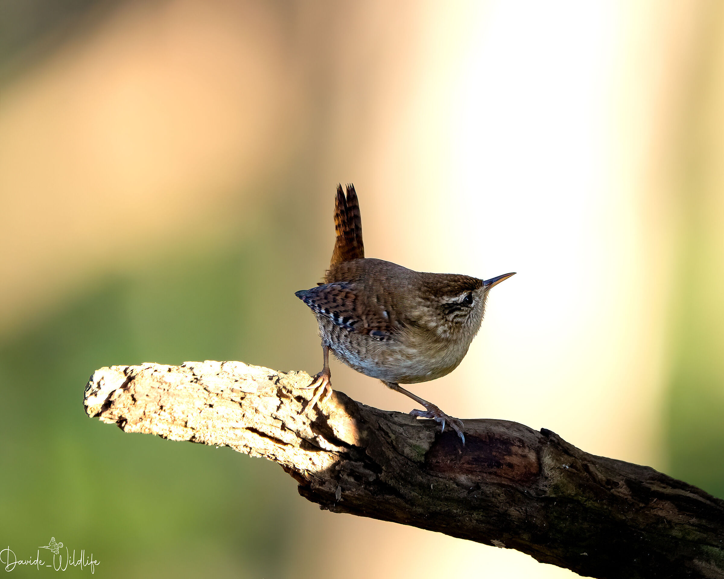 wren