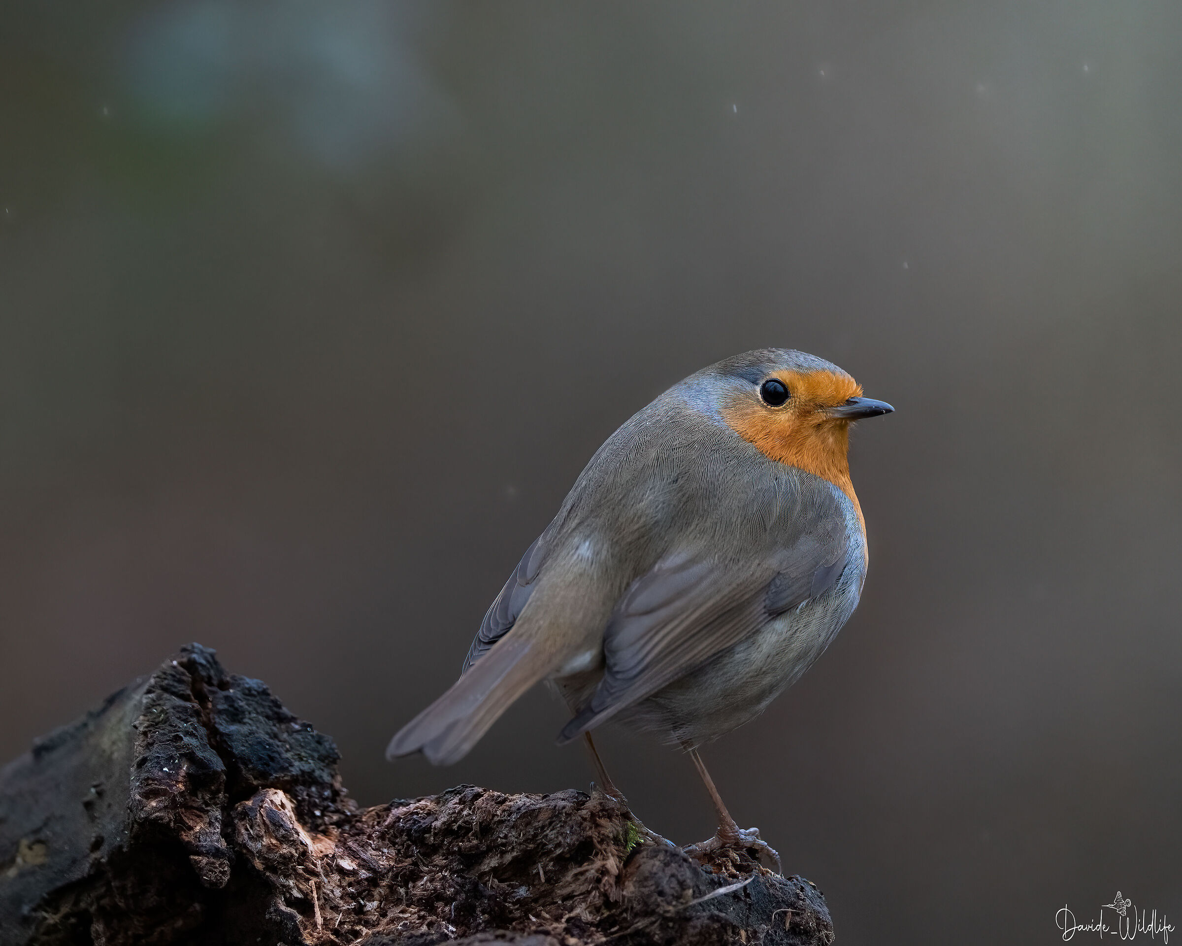 robin in the rain