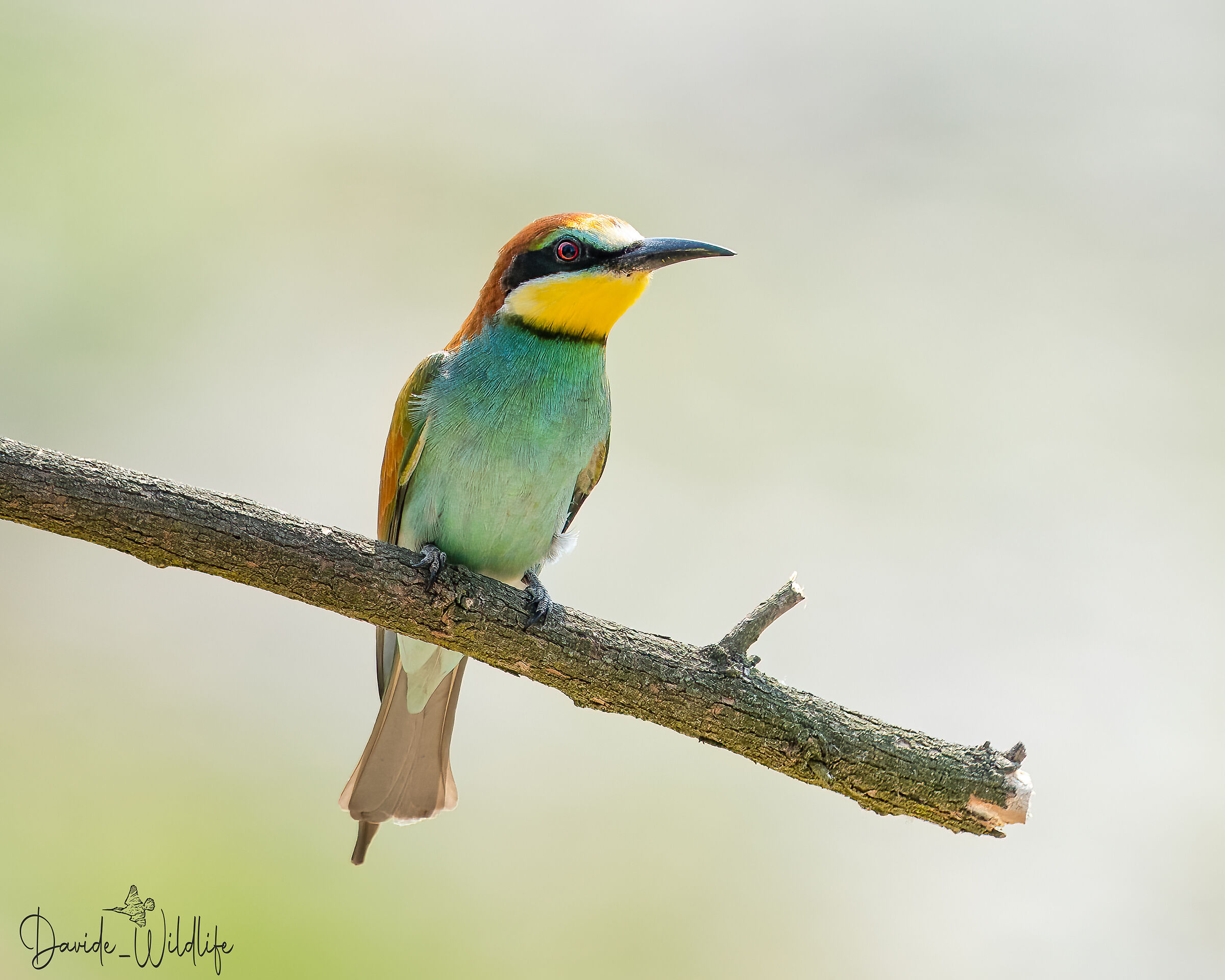 bee-eater