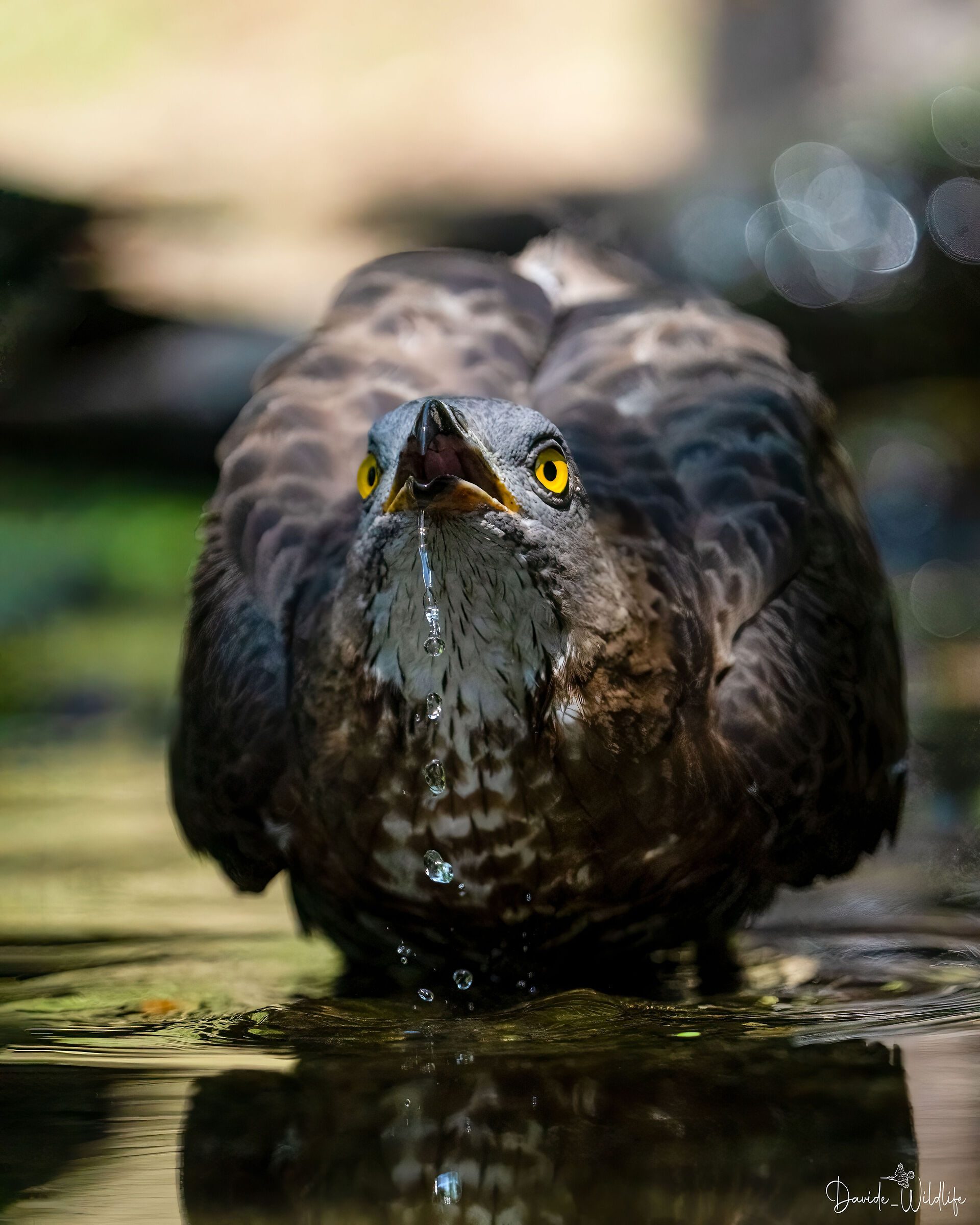 Falco pecchiaiolo