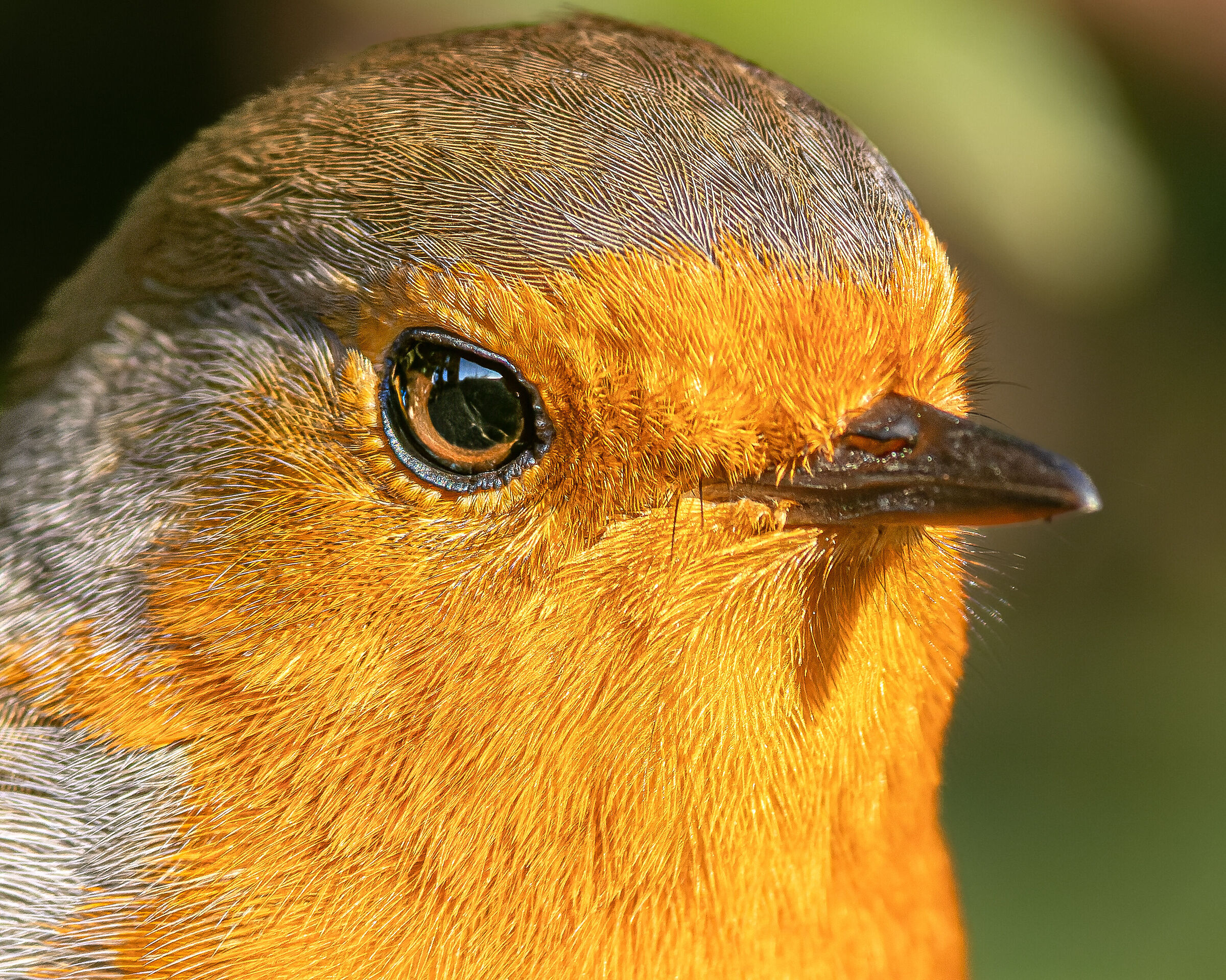 R5 + 500f4 + 2x + 1.4x