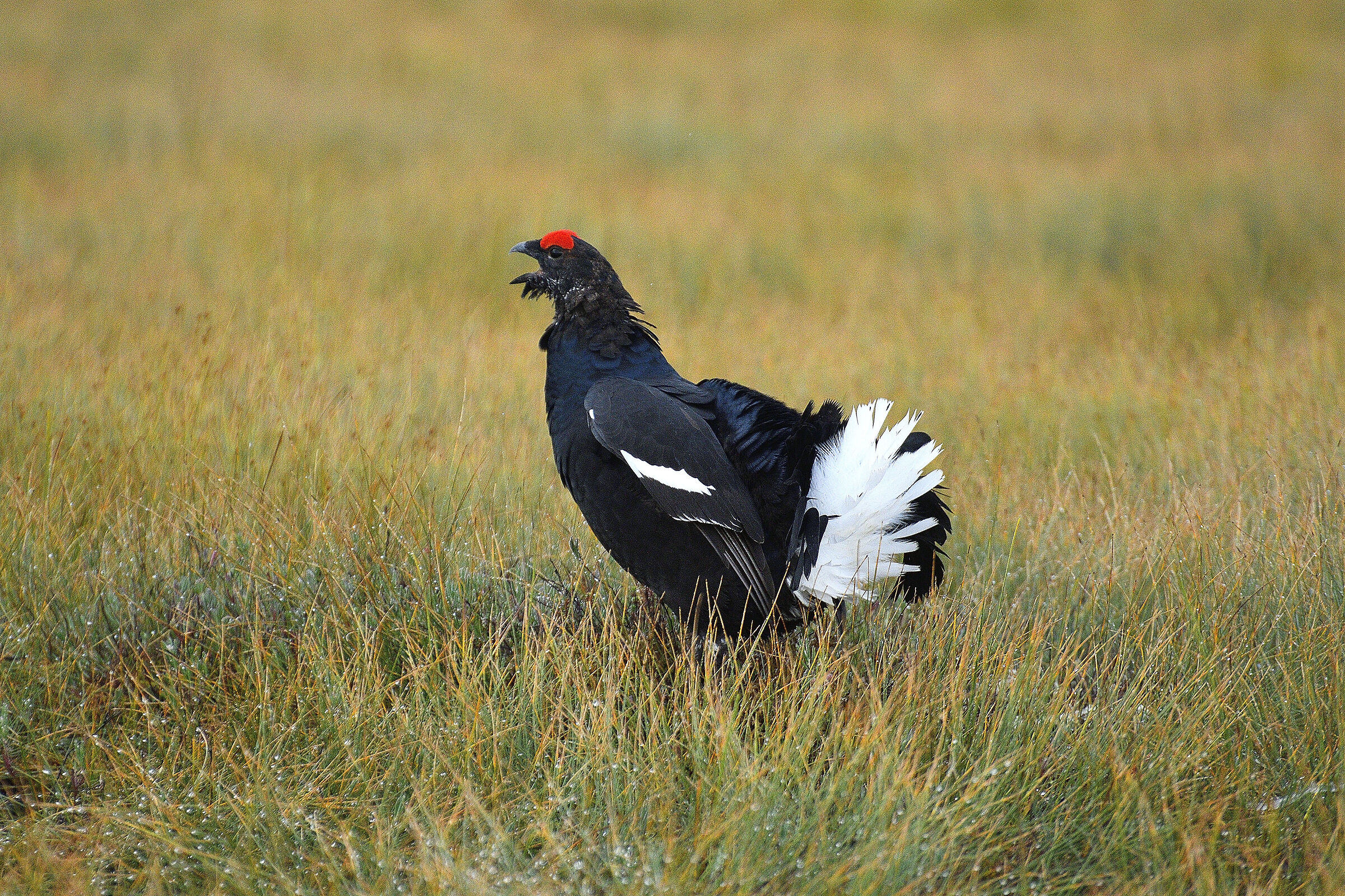 Black grouse