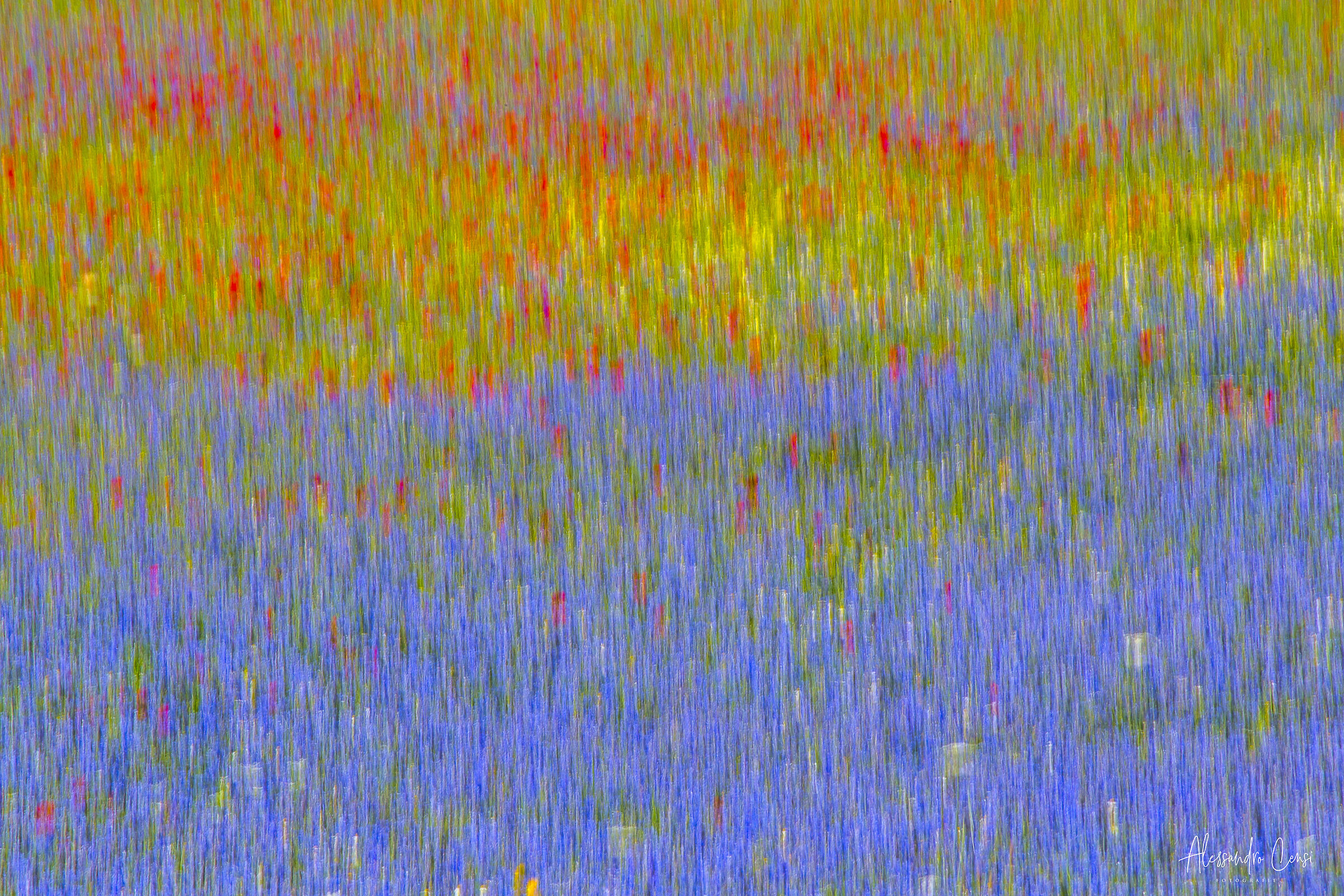 Castelluccio di Norcia, Flowering