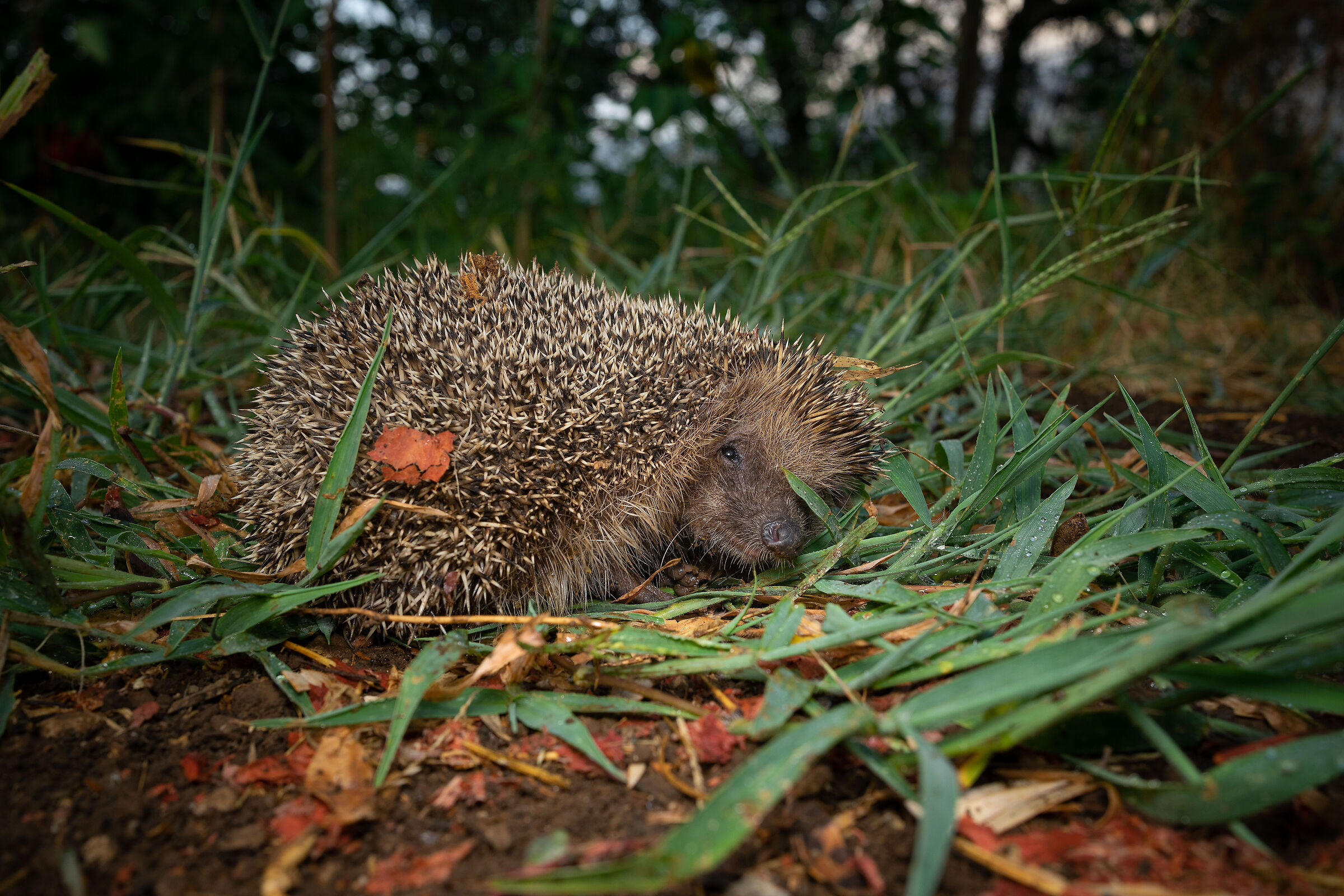 Faccia a faccia con il riccio