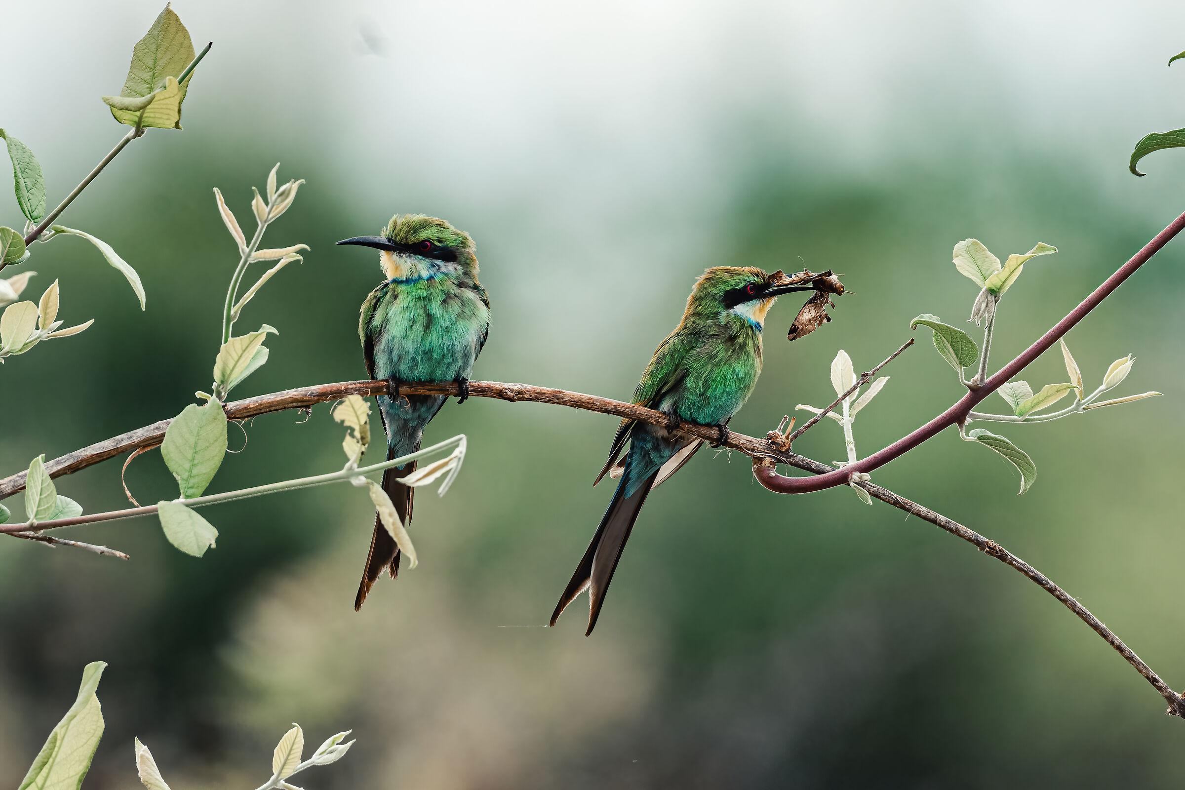 Bee-eaters with prey