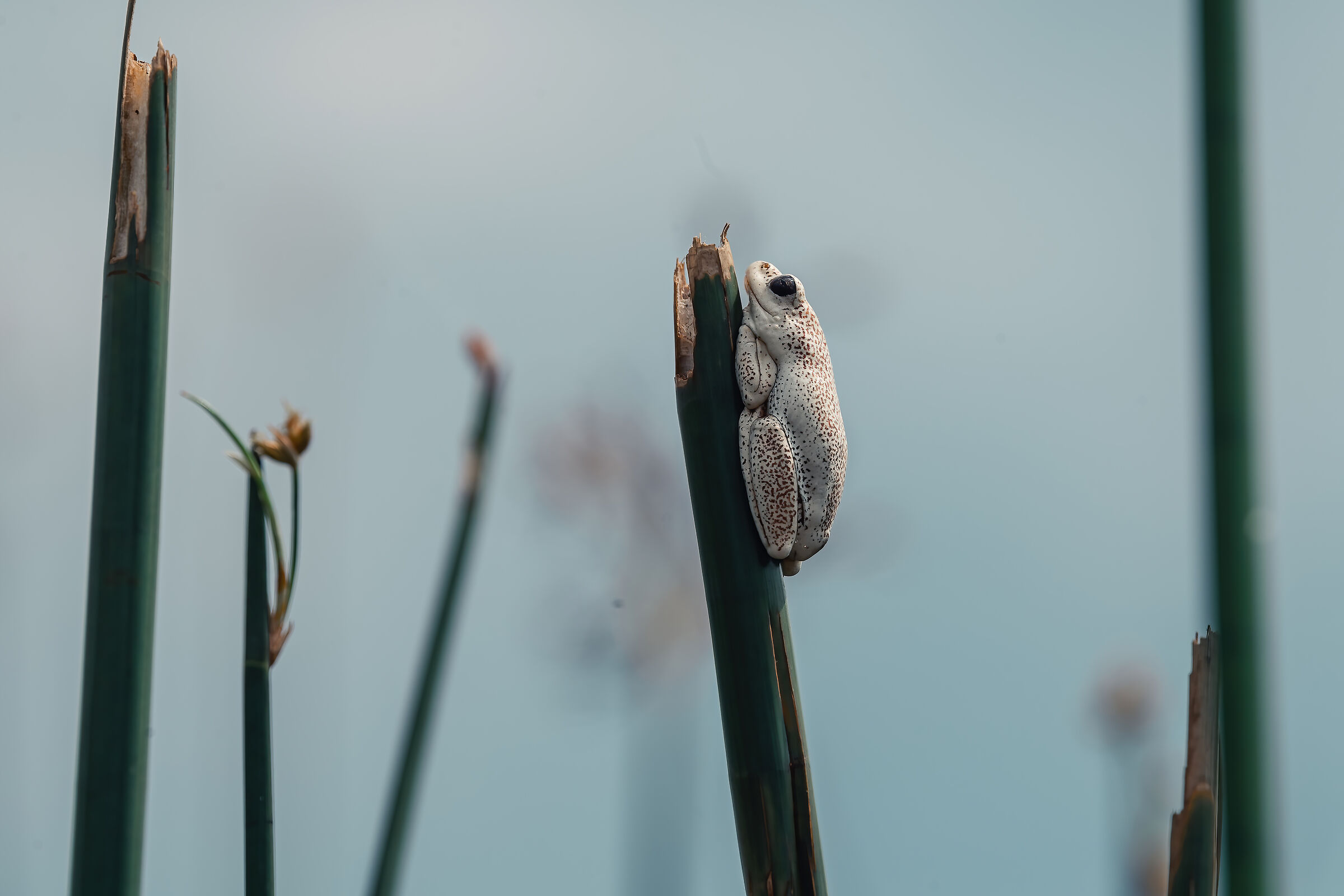 albino frog