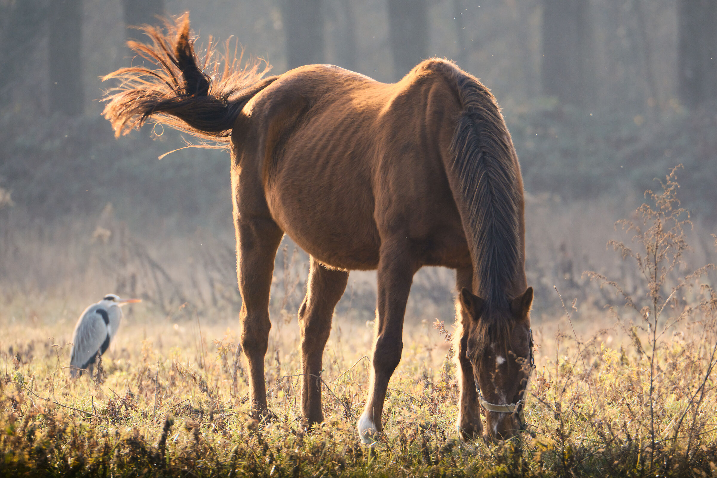 Friends of horses