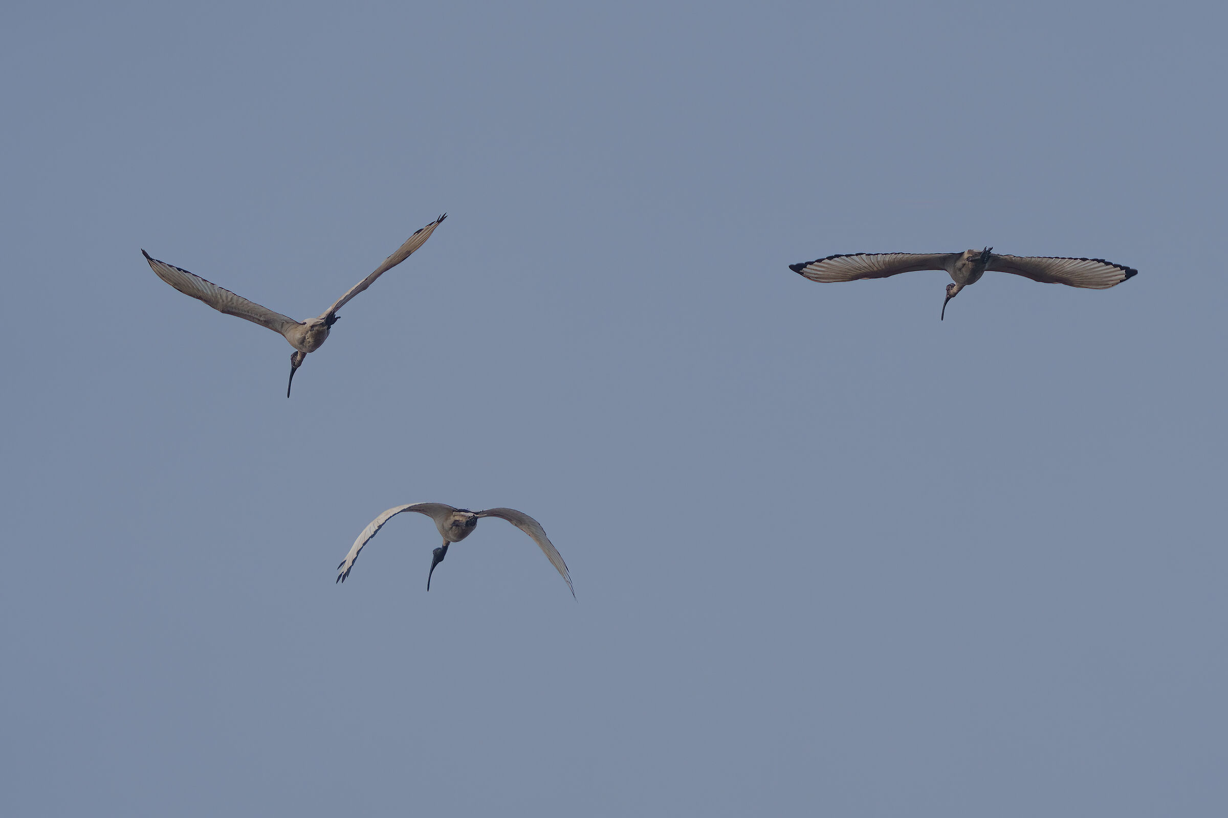 Ibis Sacro