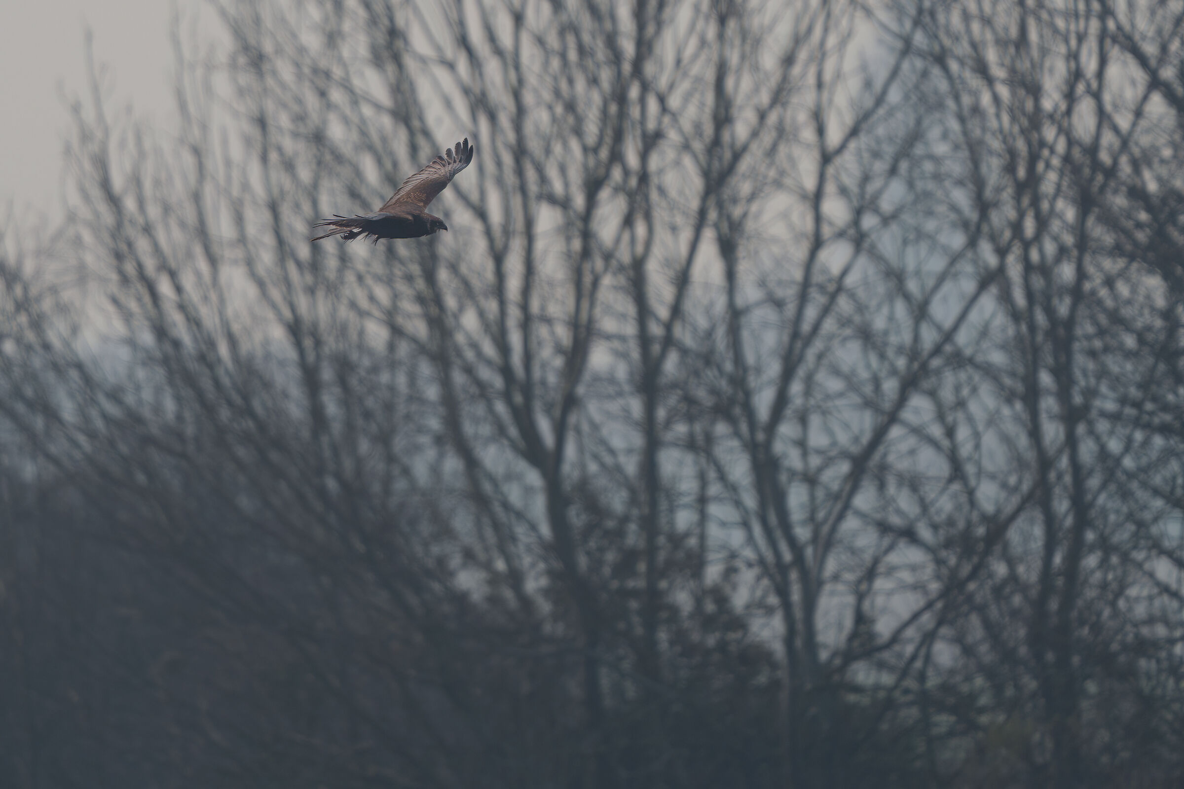 Marsh harrier hunting in the fog