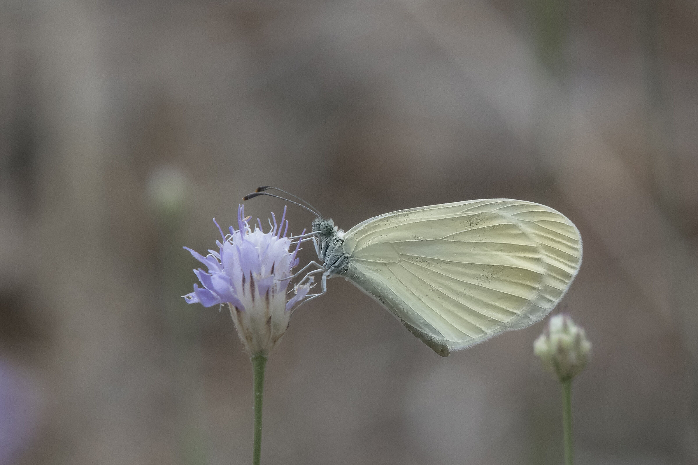 Pieride della senape - Leptidea sinapis (Linnaeus, 1758
