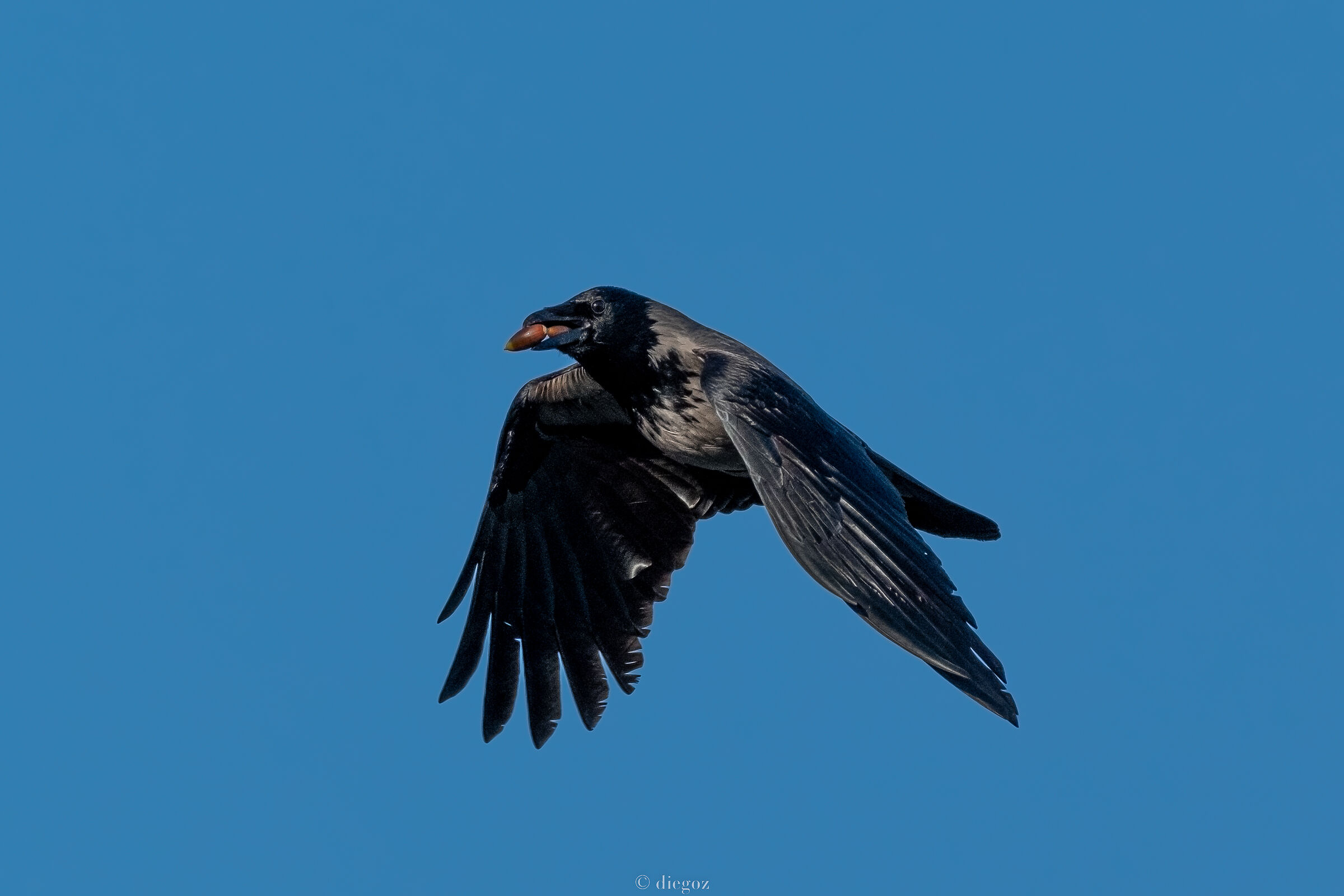 cornacchia che ruba ghiande