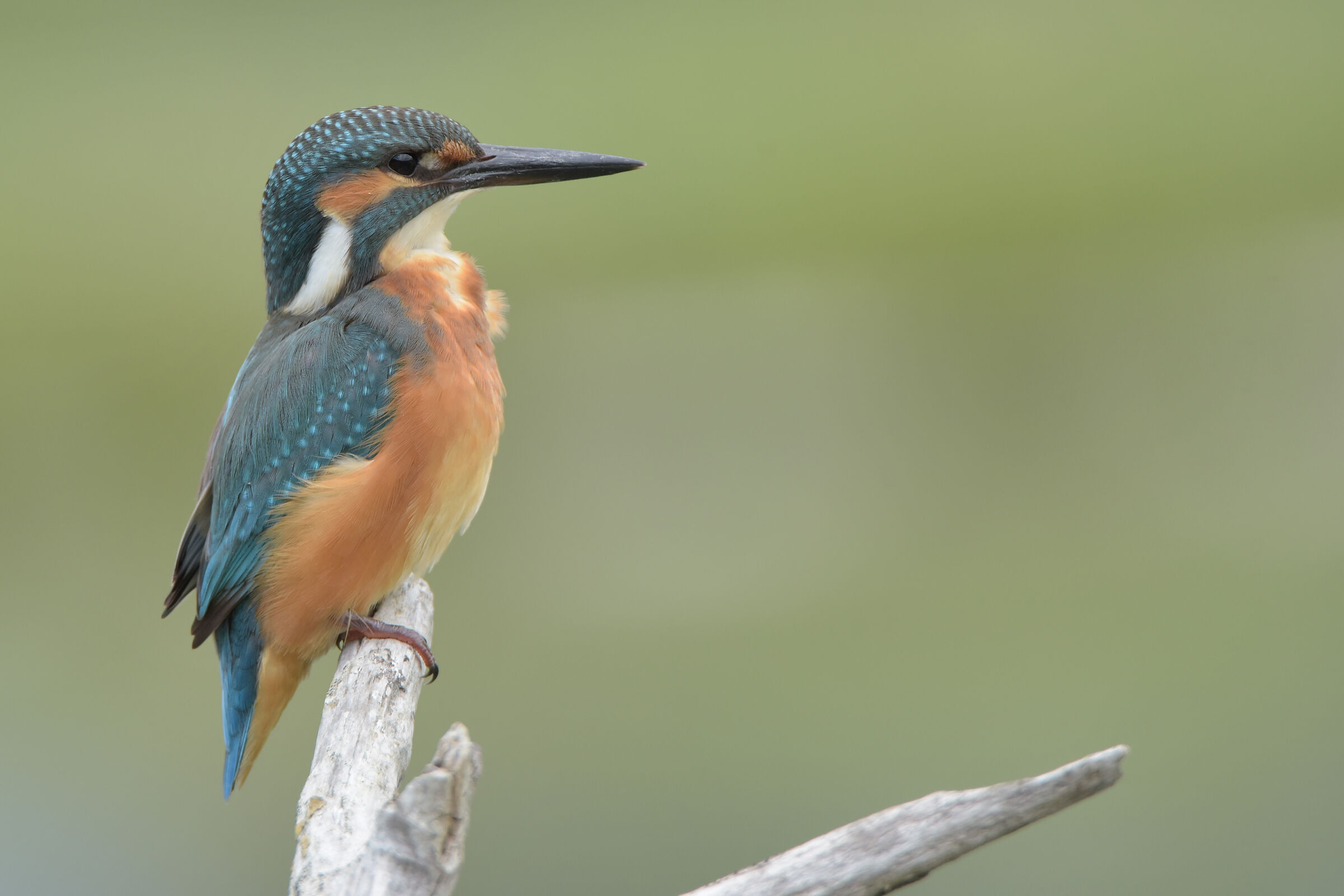 Kingfisher Juv. (2020)