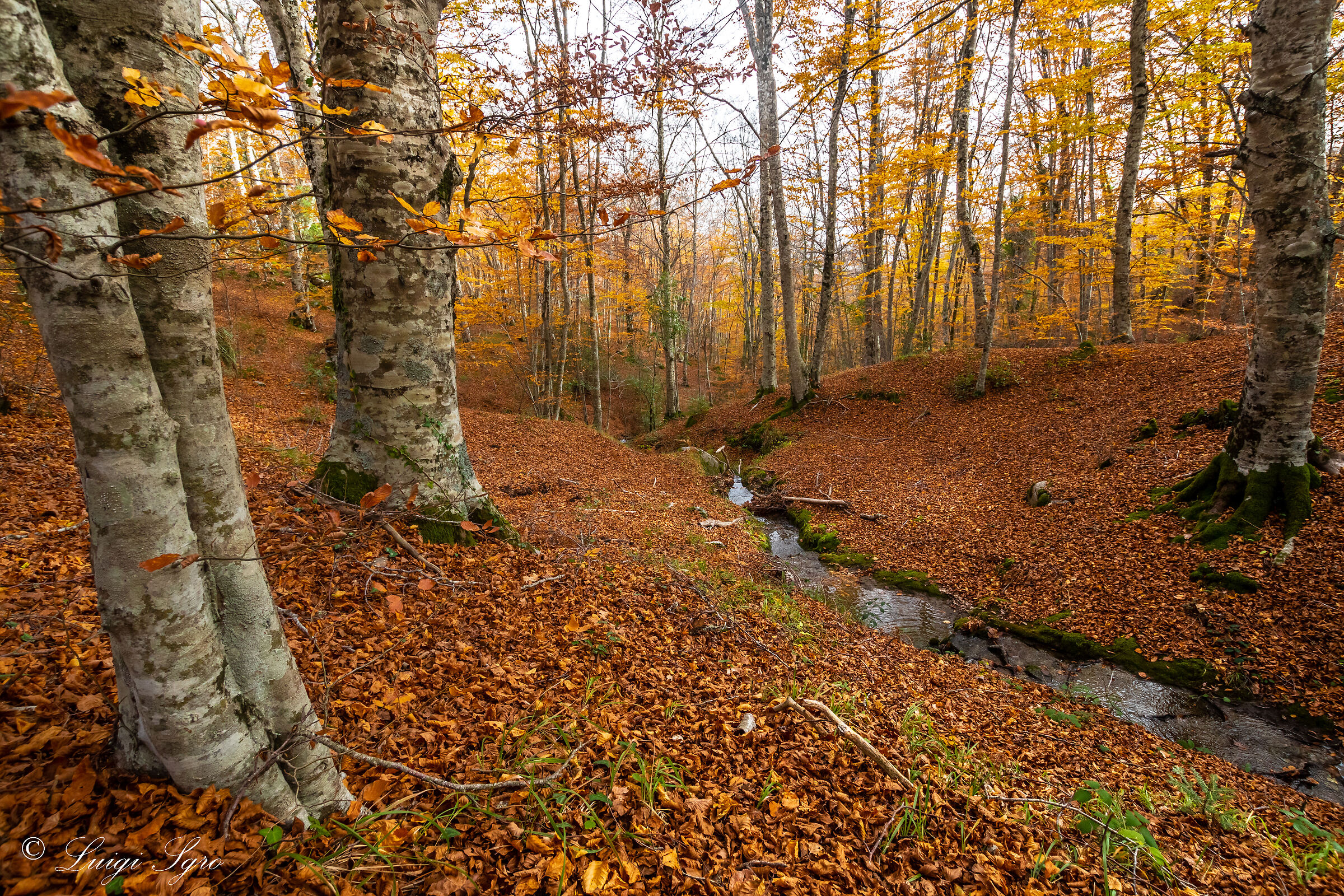 Last autumn glimpses