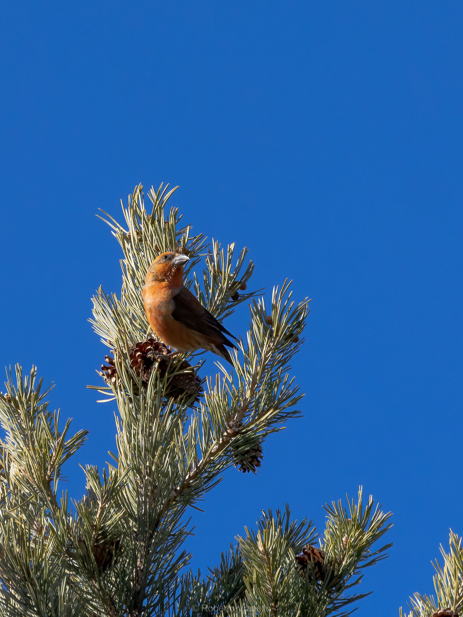 Crociere (Loxia curvirostra)