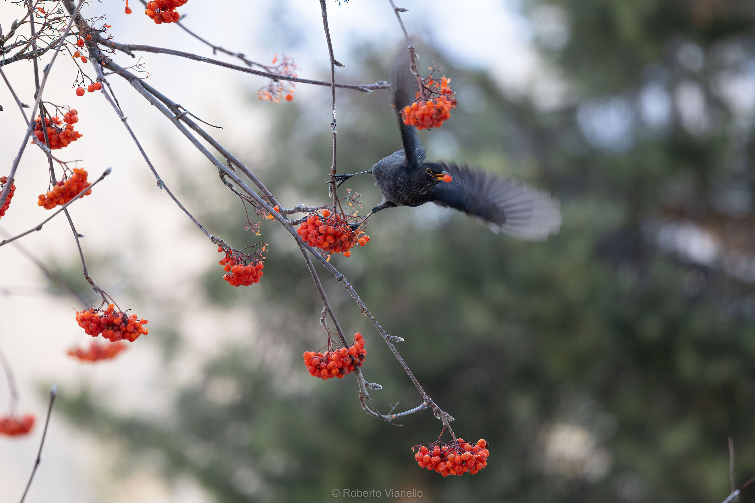 Merlo (Turdus merula)