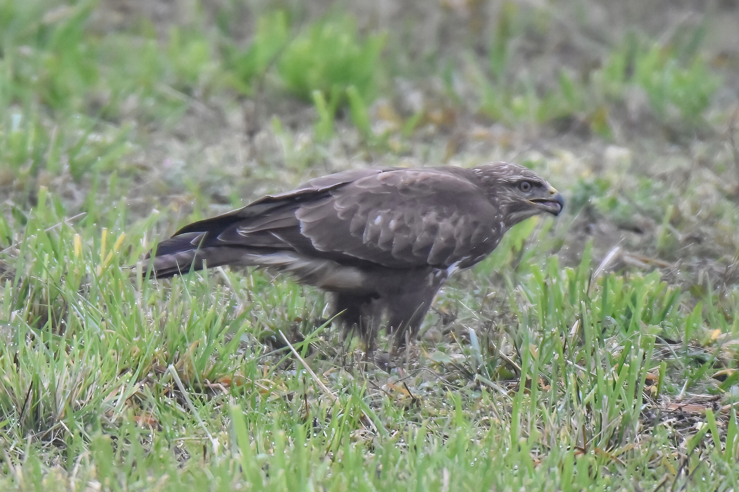 BUZZARD